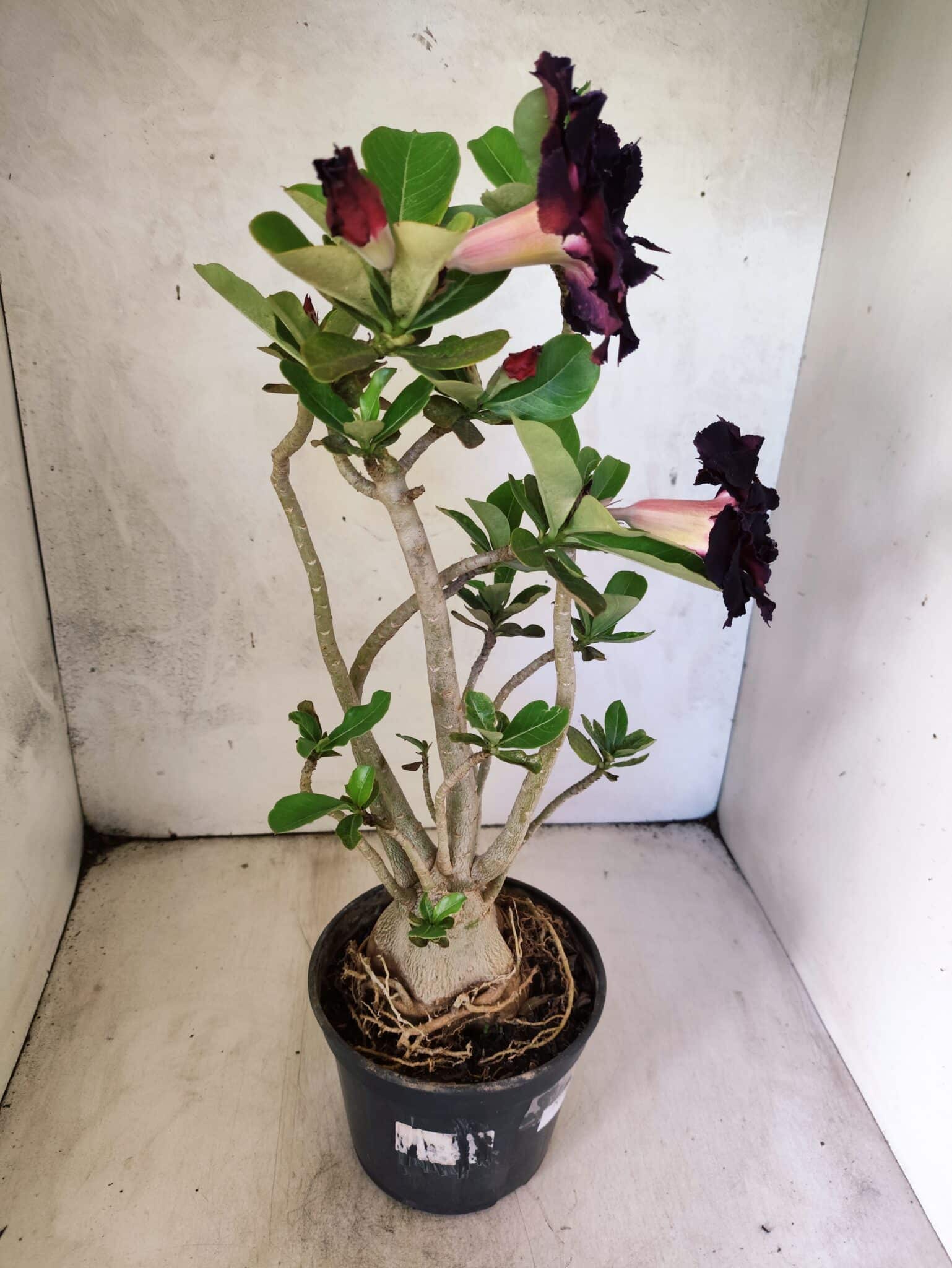 Planta Dobrada 3816 – 35cm – 03 anos - foto 6