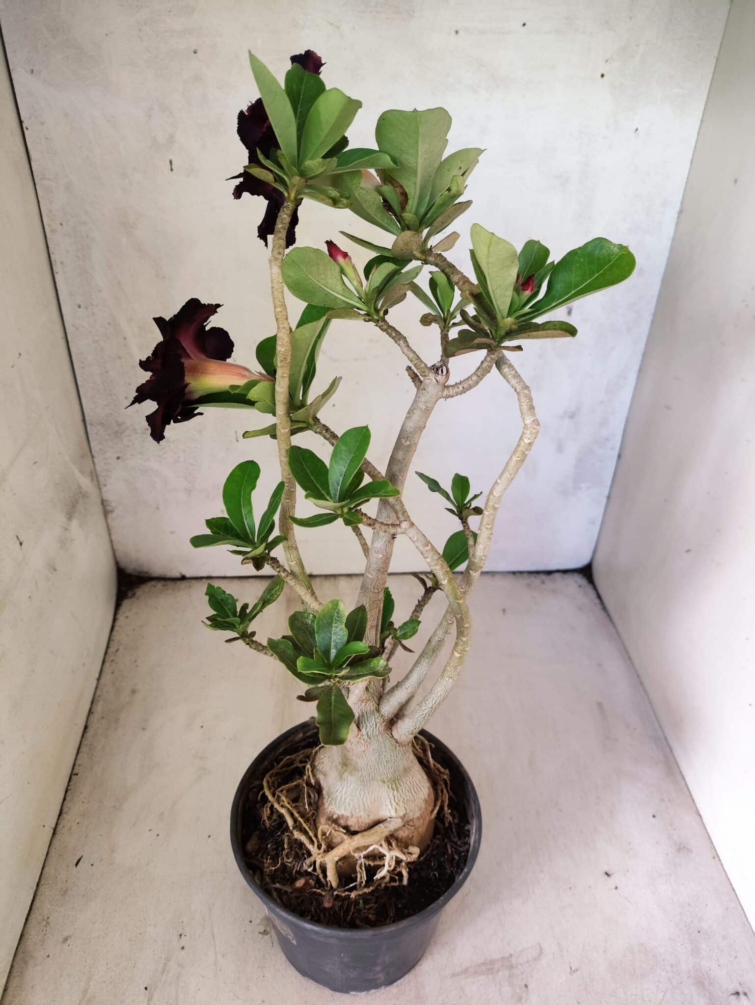 Planta Dobrada 3816 – 35cm – 03 anos - foto 5