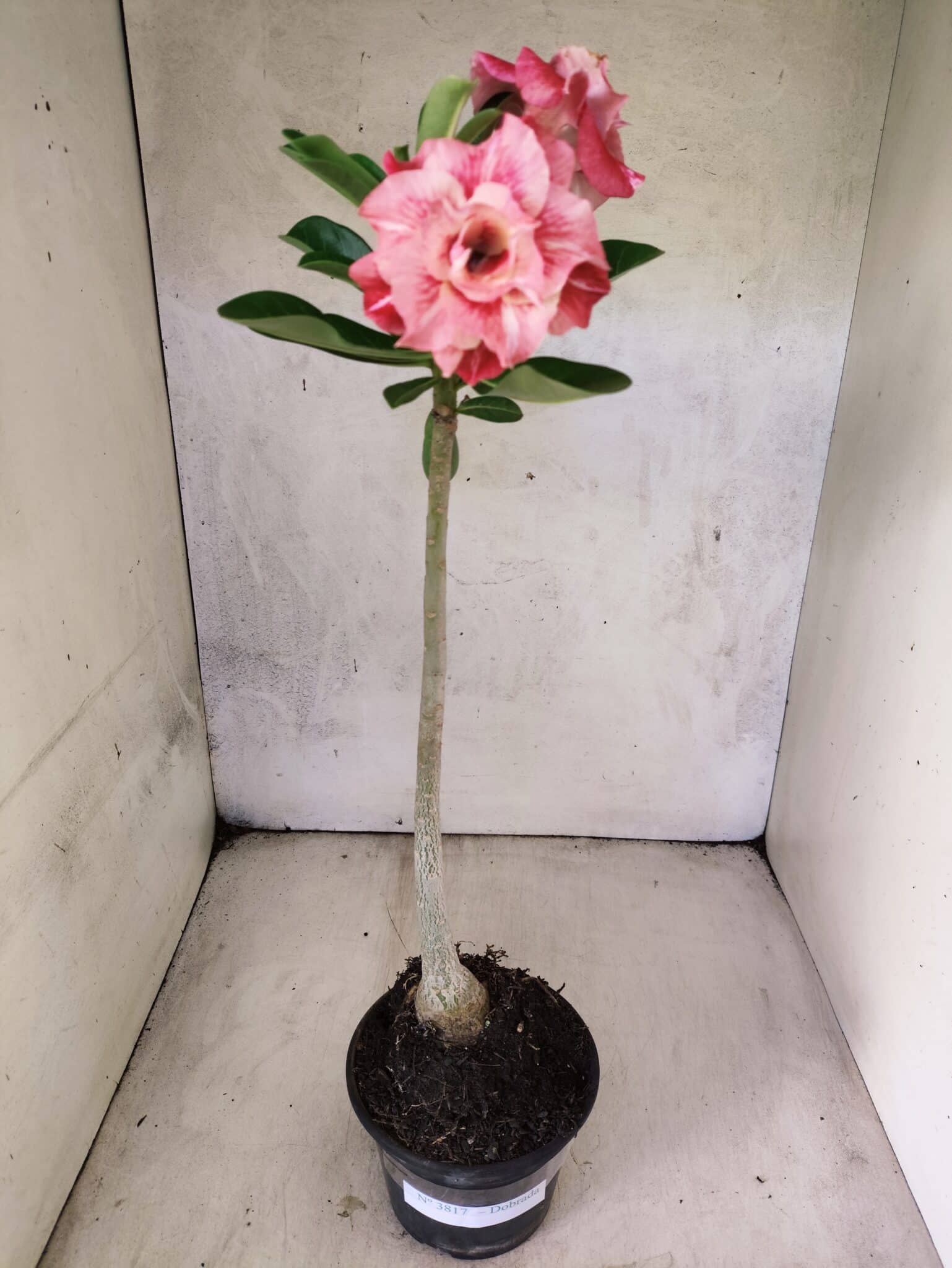 Planta Dobrada 3817 – 35cm – 03 anos - foto 2