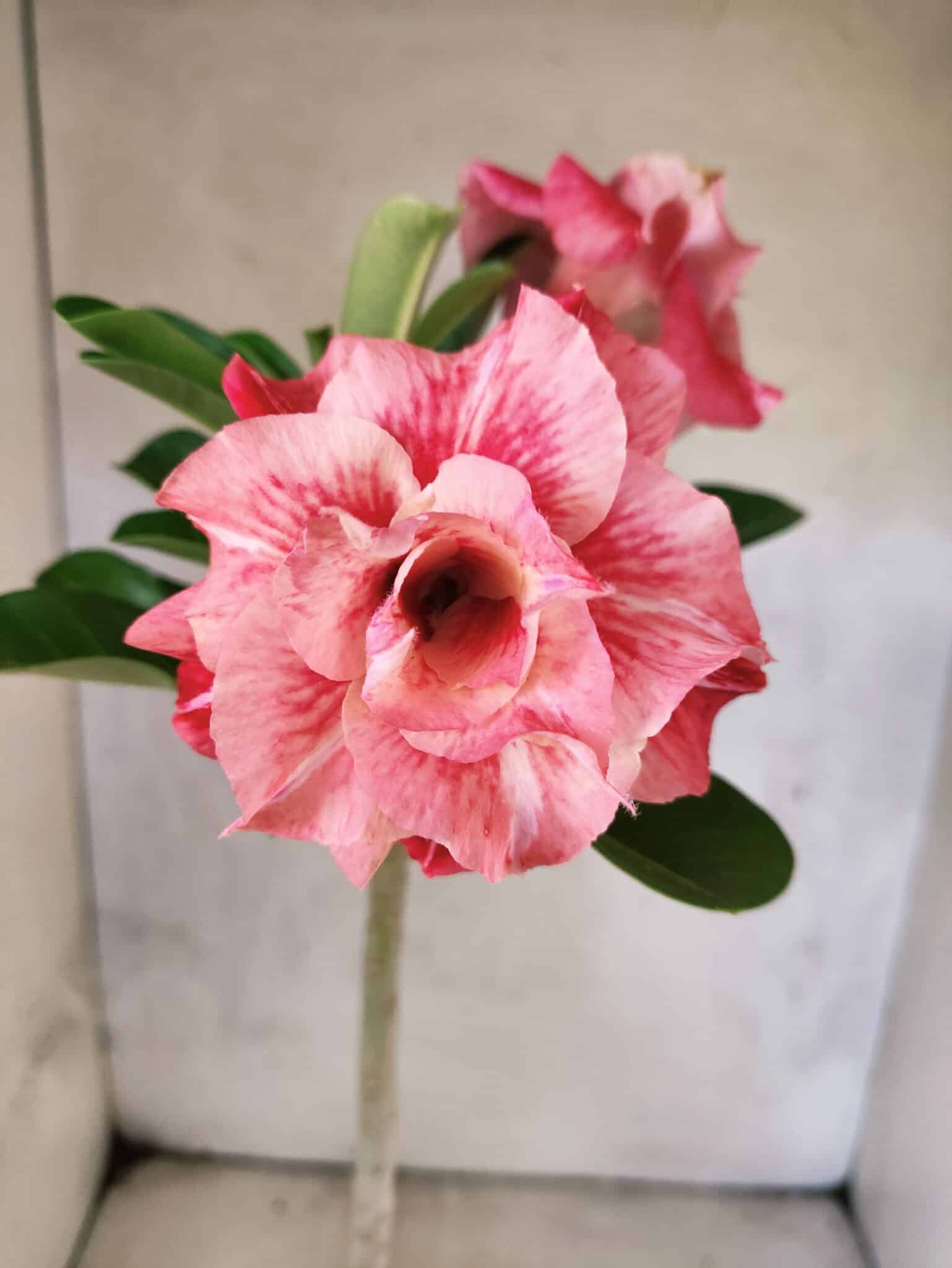 Planta Dobrada 3817 – 35cm – 03 anos - foto 5
