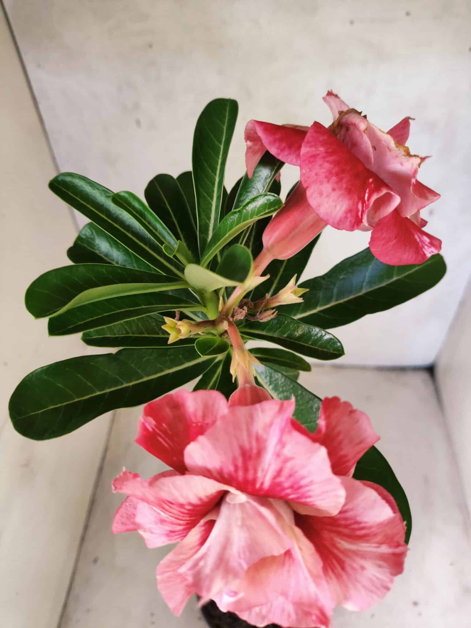 Planta Dobrada 3817 – 35cm – 03 anos - foto 4