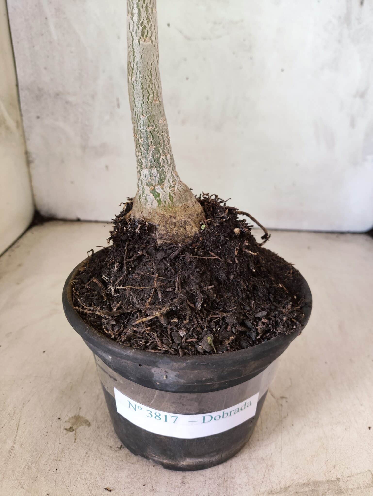 Planta Dobrada 3817 – 35cm – 03 anos - foto 8