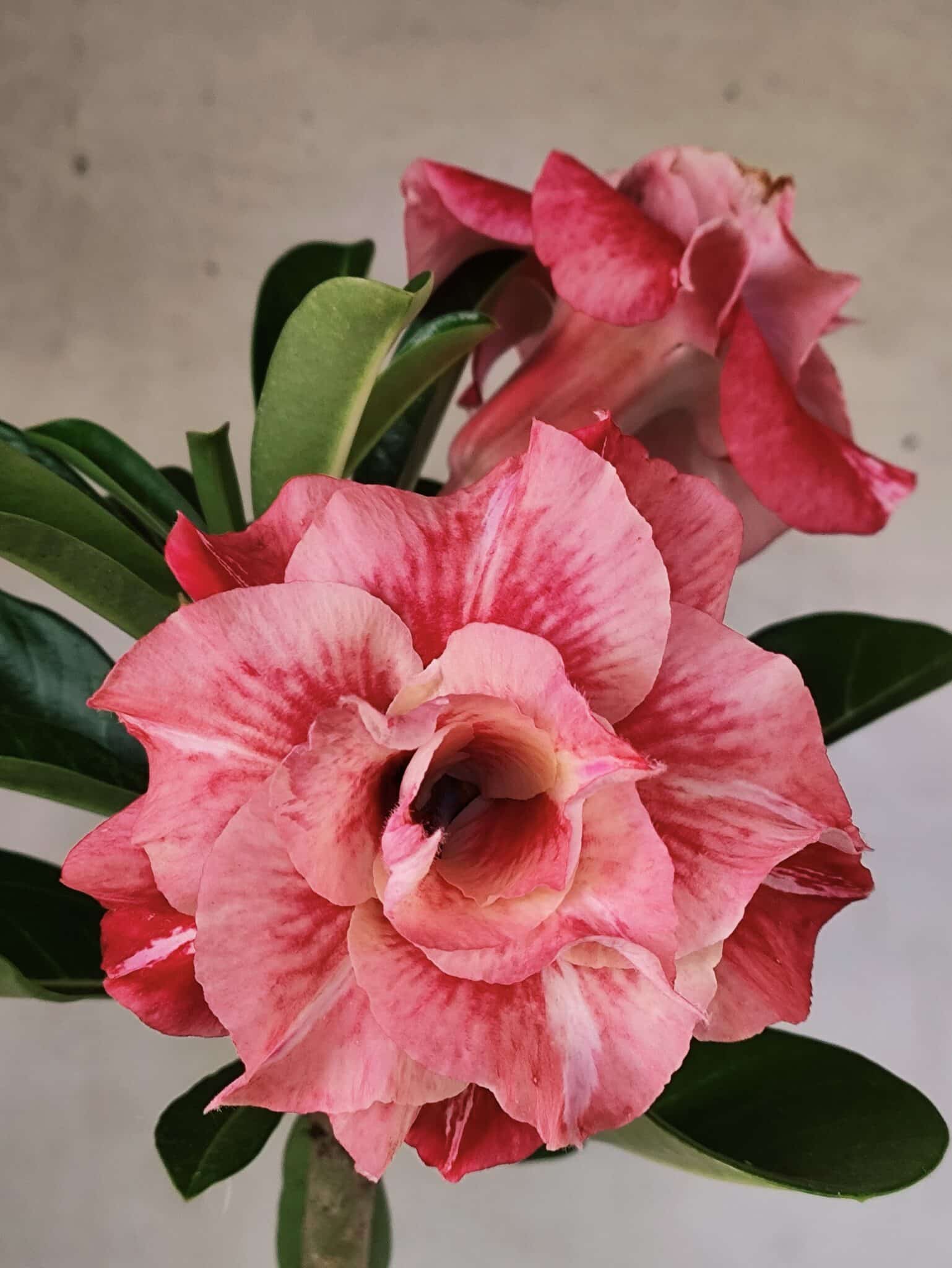 Planta Dobrada 3817 – 35cm – 03 anos - foto 3