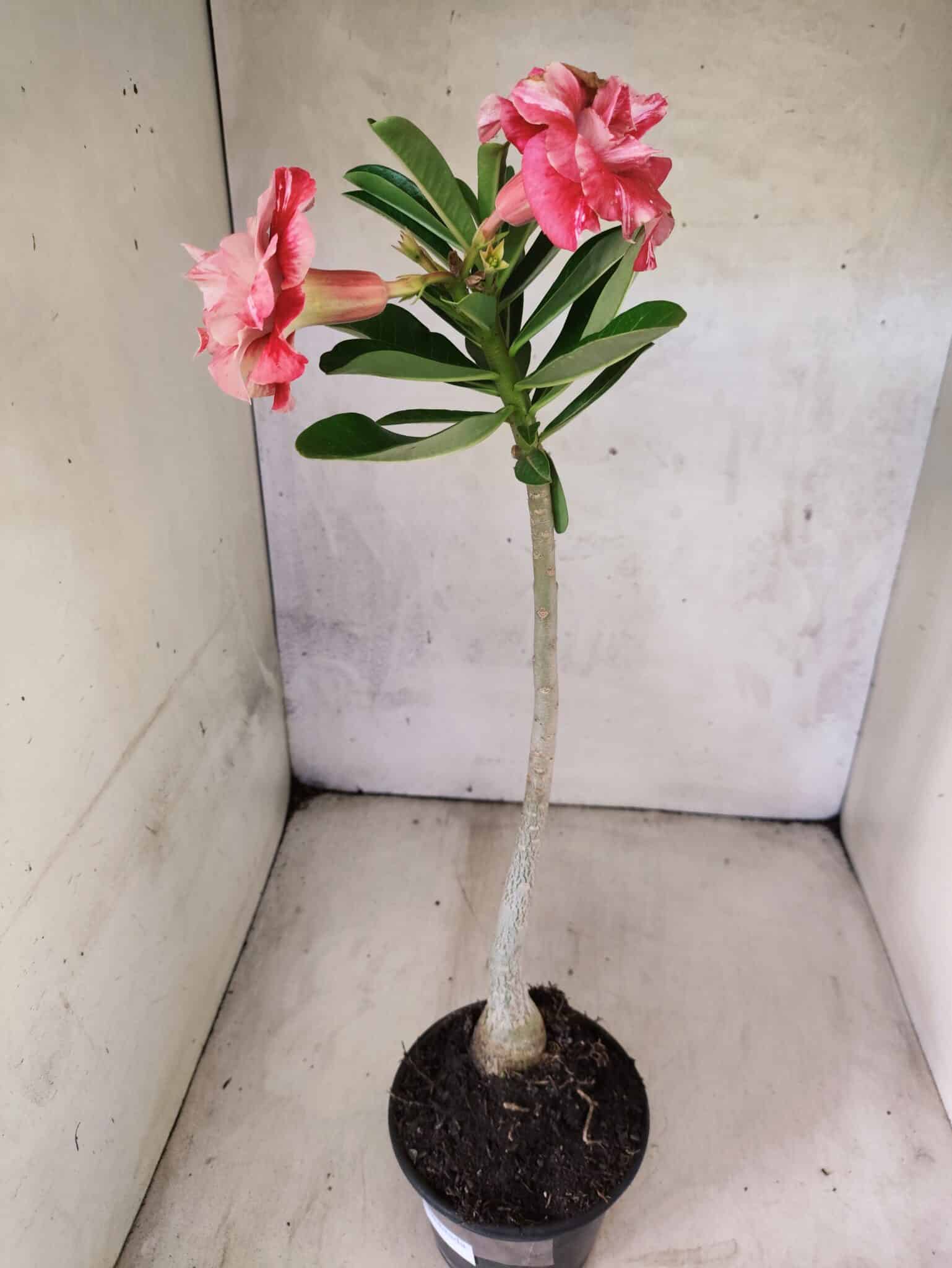 Planta Dobrada 3817 – 35cm – 03 anos - foto 7