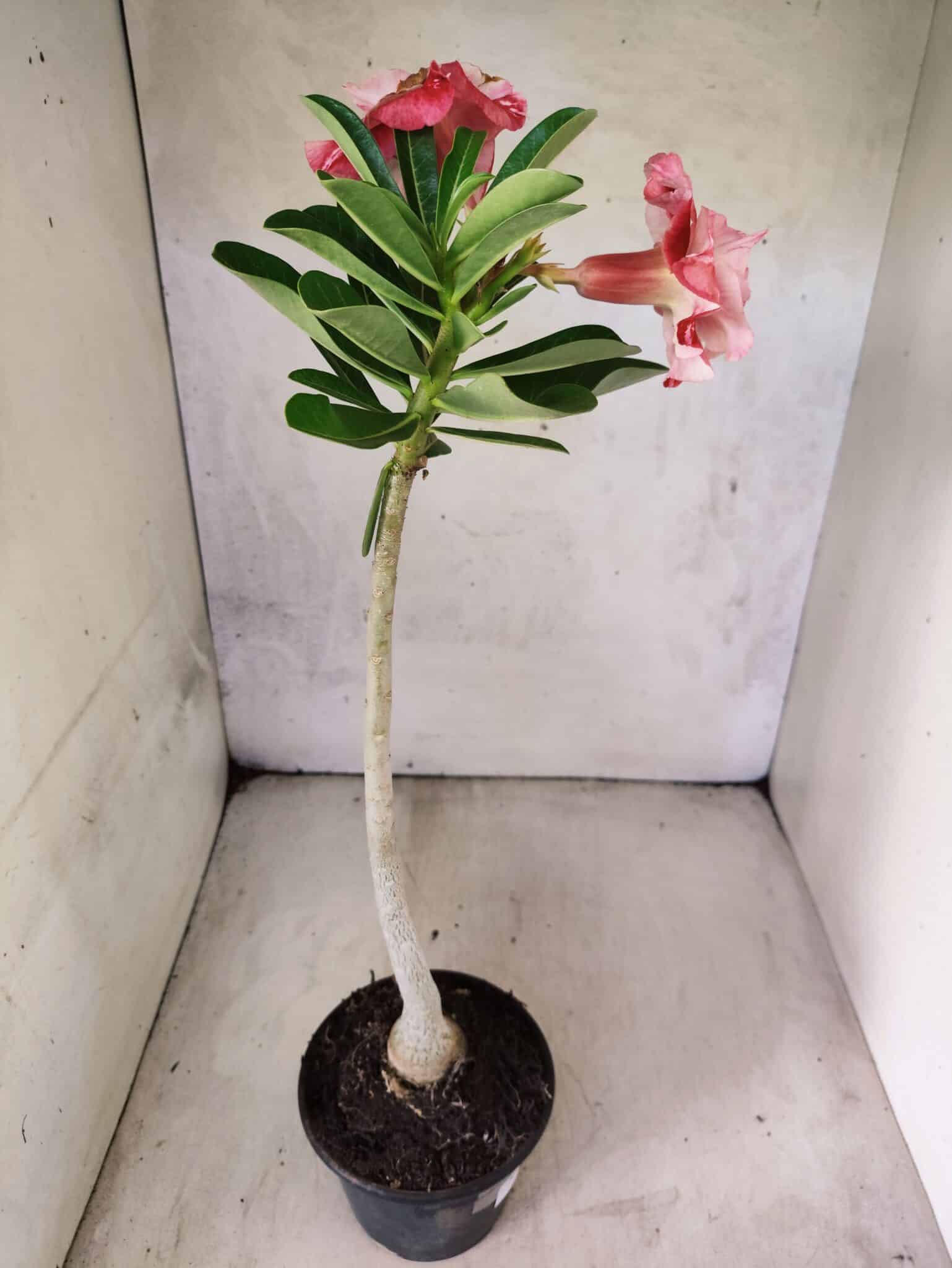 Planta Dobrada 3817 – 35cm – 03 anos - foto 6