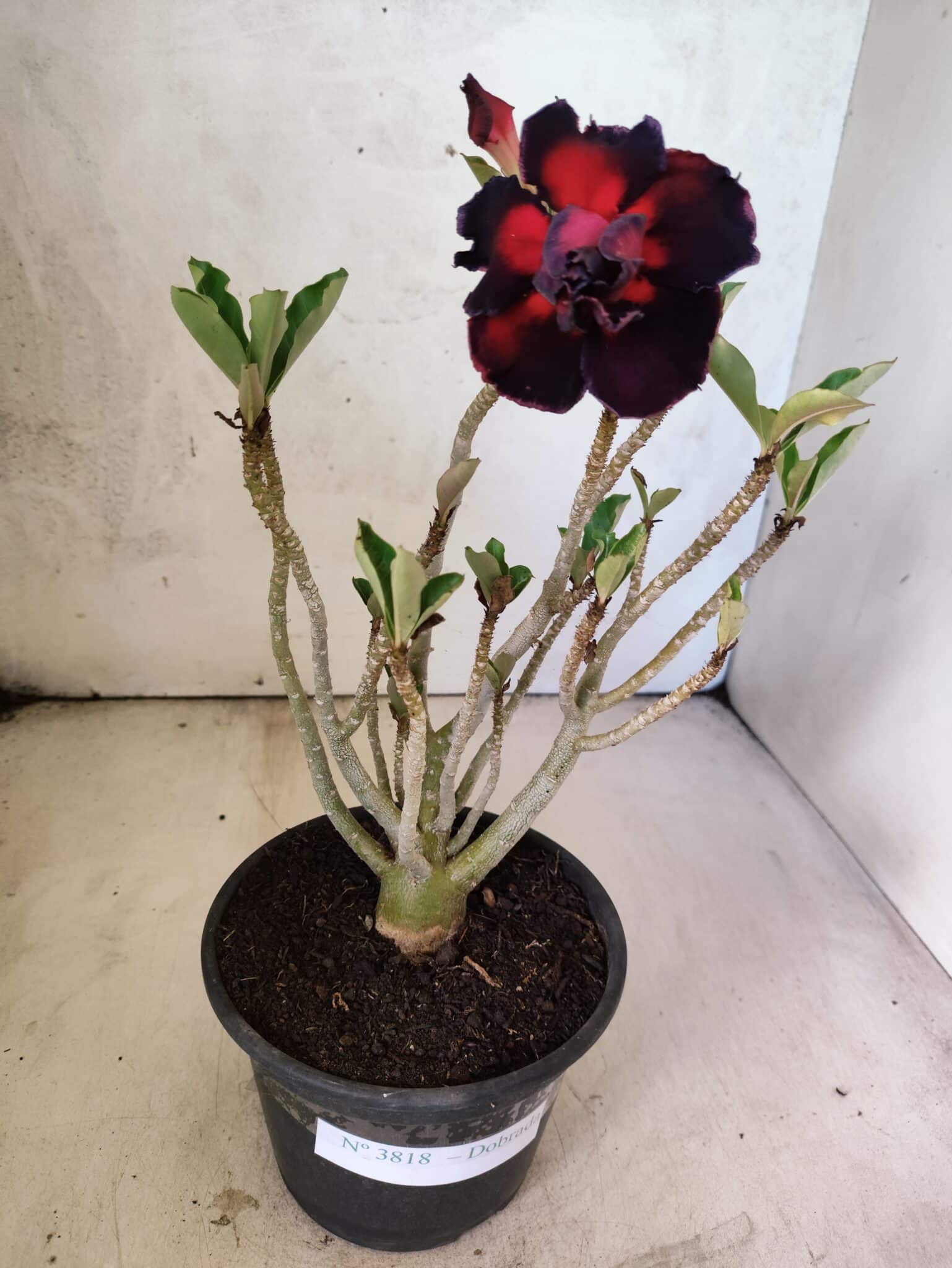 Planta Dobrada 3818 – 30cm – 02 anos - foto 2