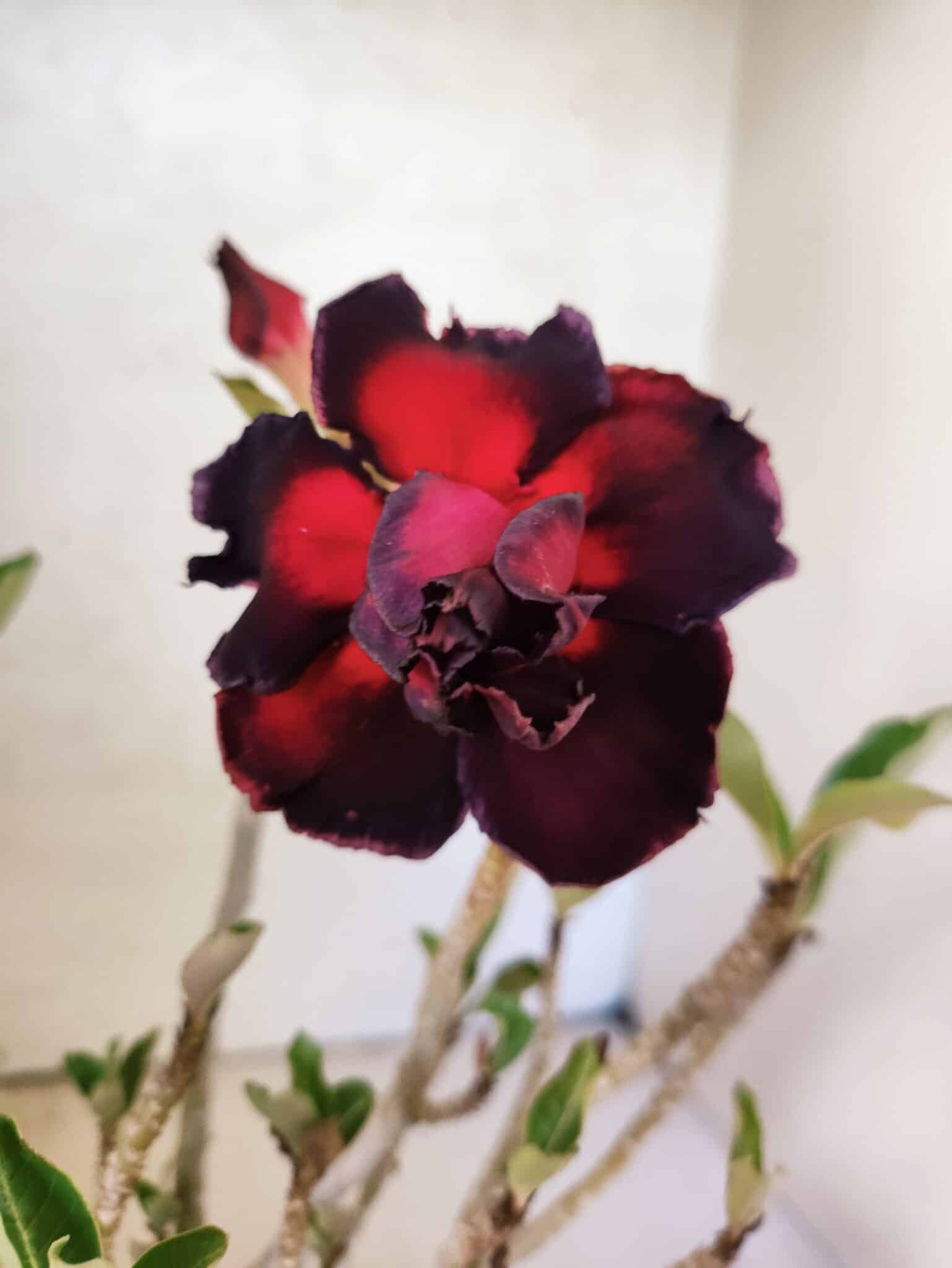 Planta Dobrada 3818 – 30cm – 02 anos - foto 3