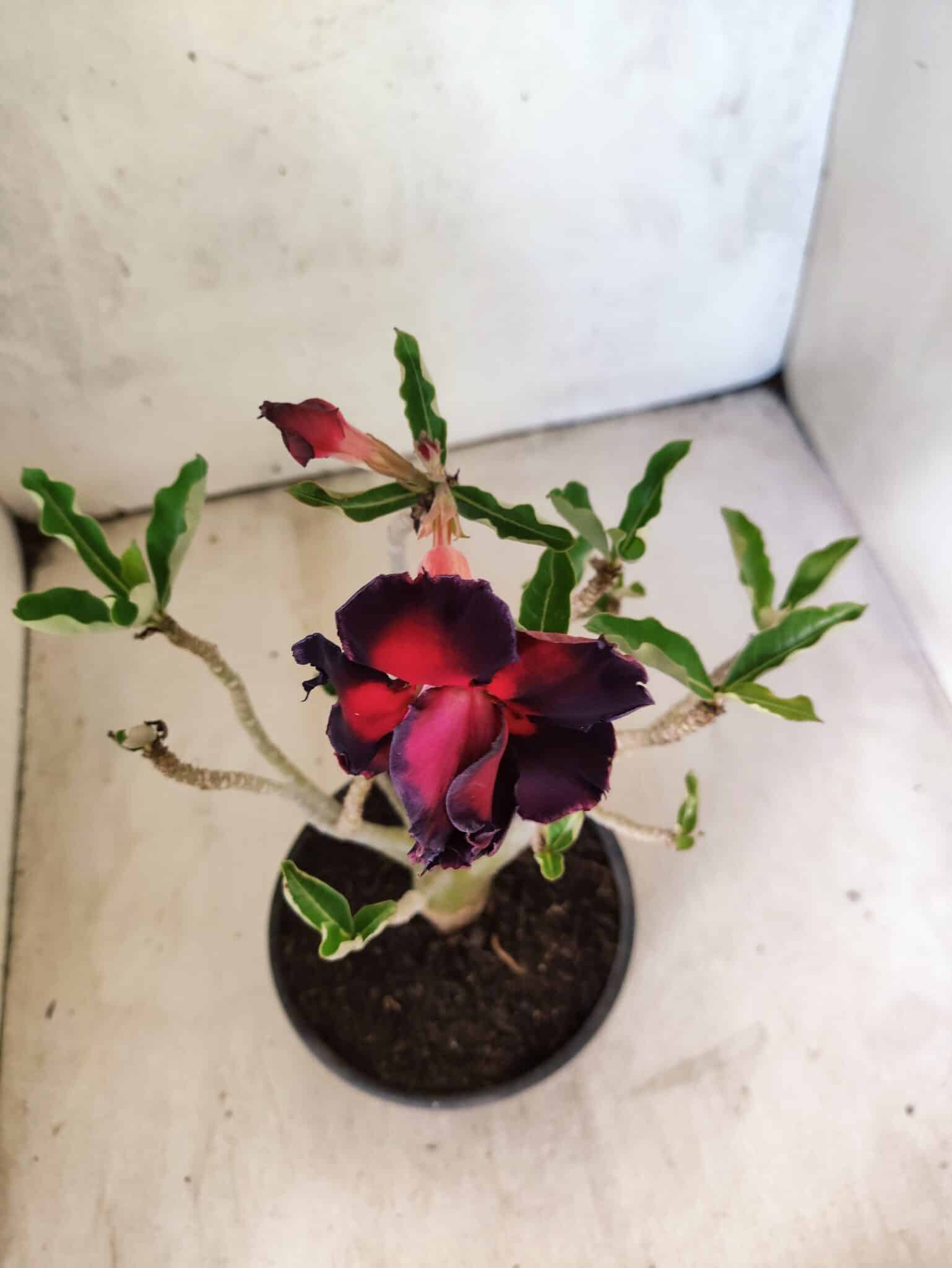 Planta Dobrada 3818 – 30cm – 02 anos - foto 4