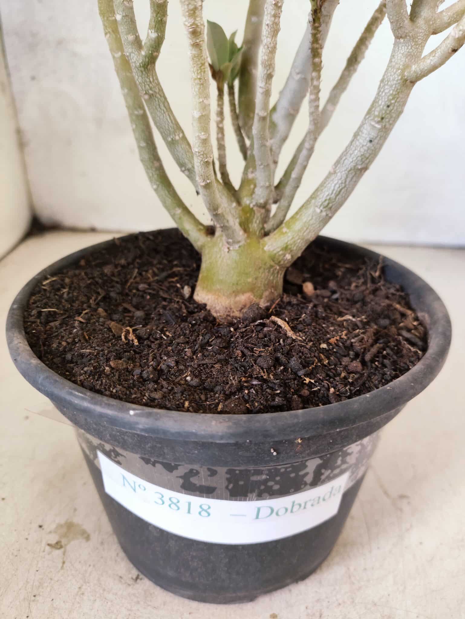 Planta Dobrada 3818 – 30cm – 02 anos - foto 6
