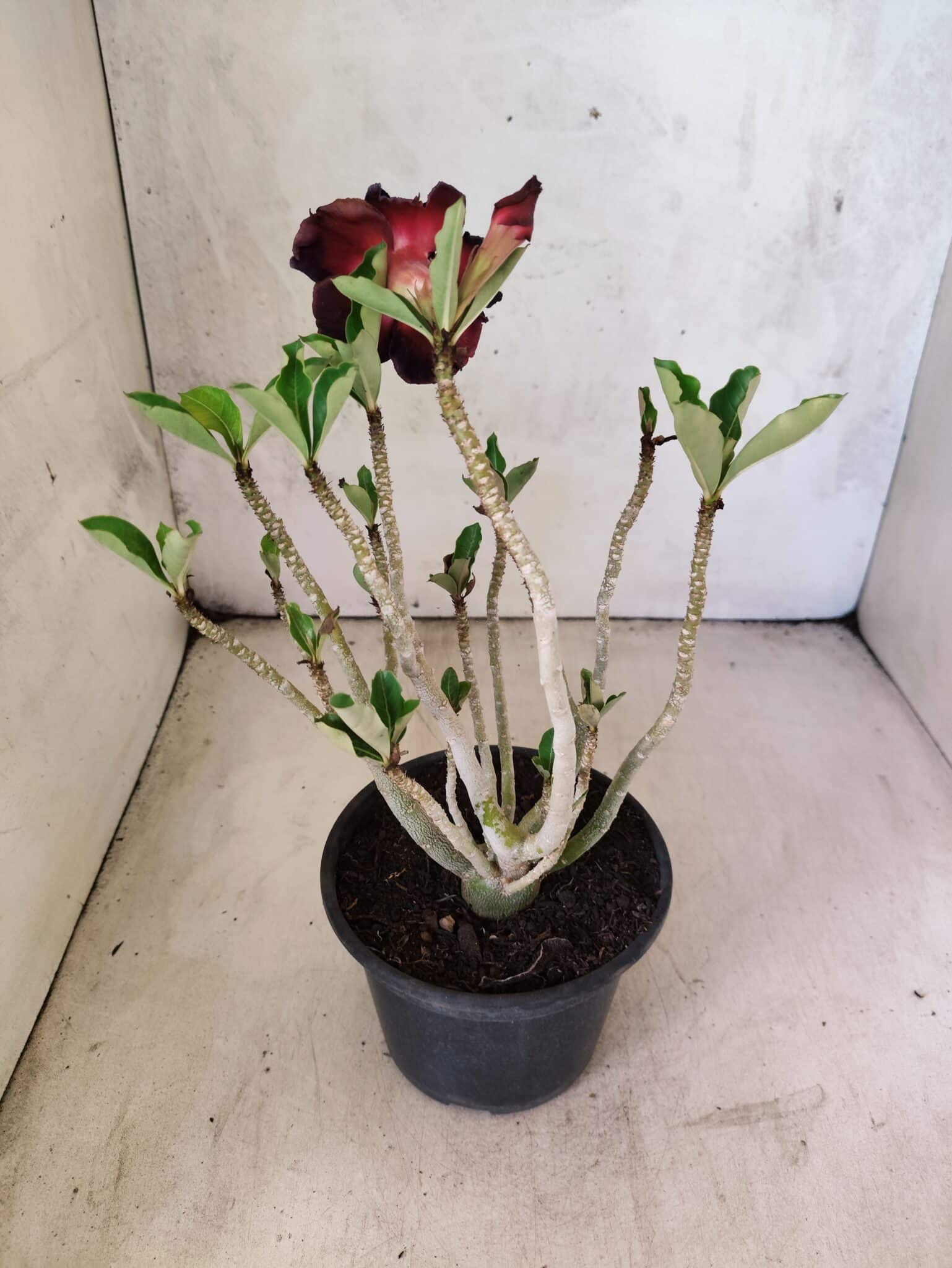 Planta Dobrada 3818 – 30cm – 02 anos - foto 5
