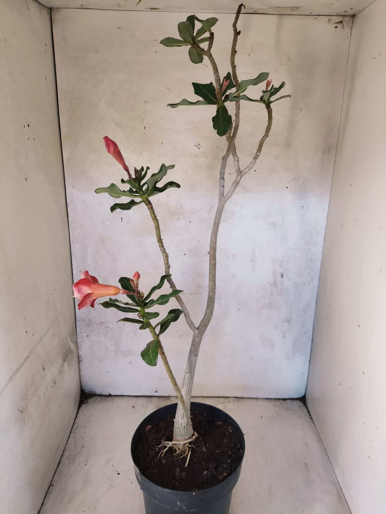Planta Dobrada 3819 – 40cm – 03 anos - foto 6