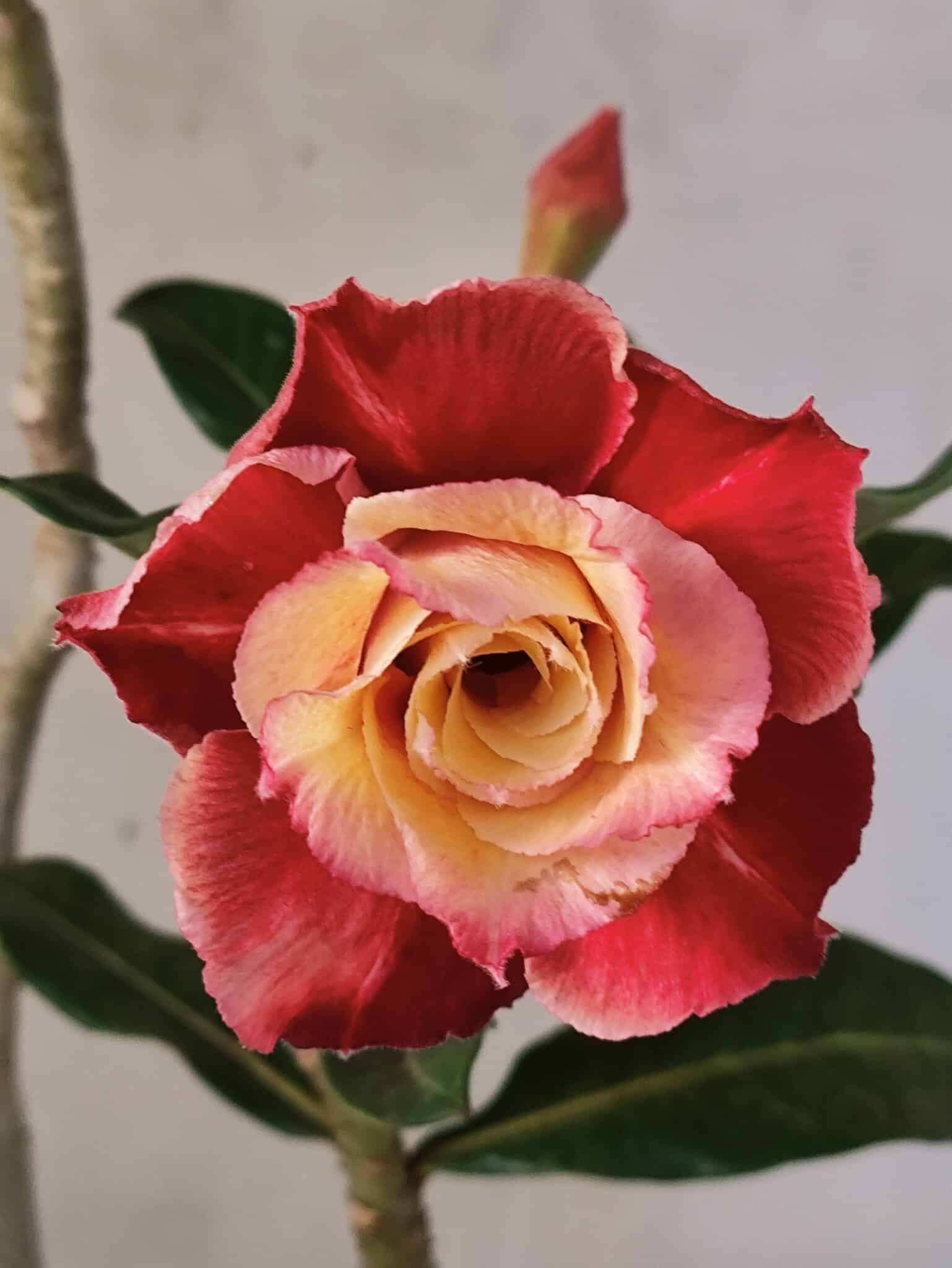 Planta Dobrada 3819 – 40cm – 03 anos - foto 3