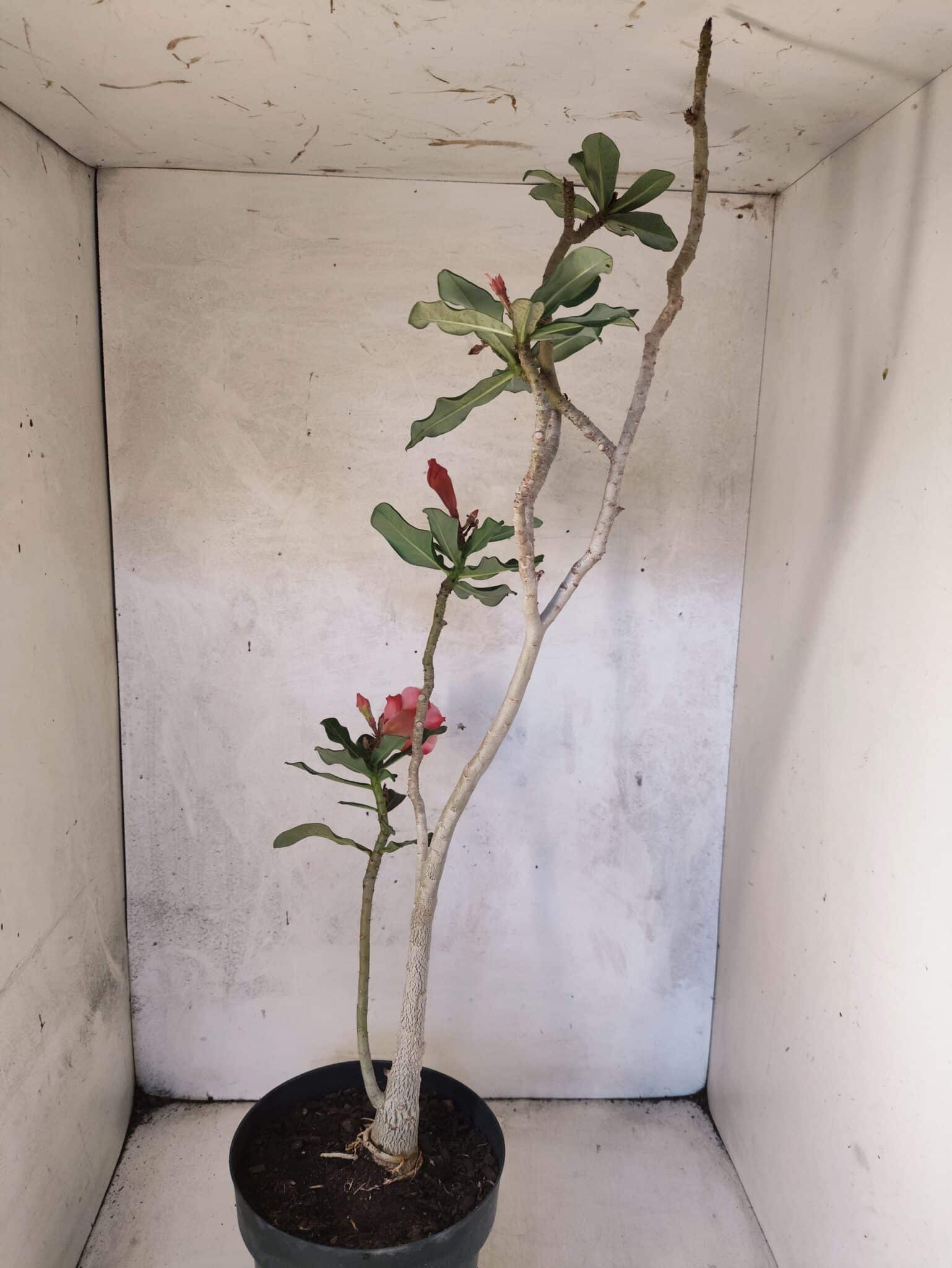 Planta Dobrada 3819 – 40cm – 03 anos - foto 5