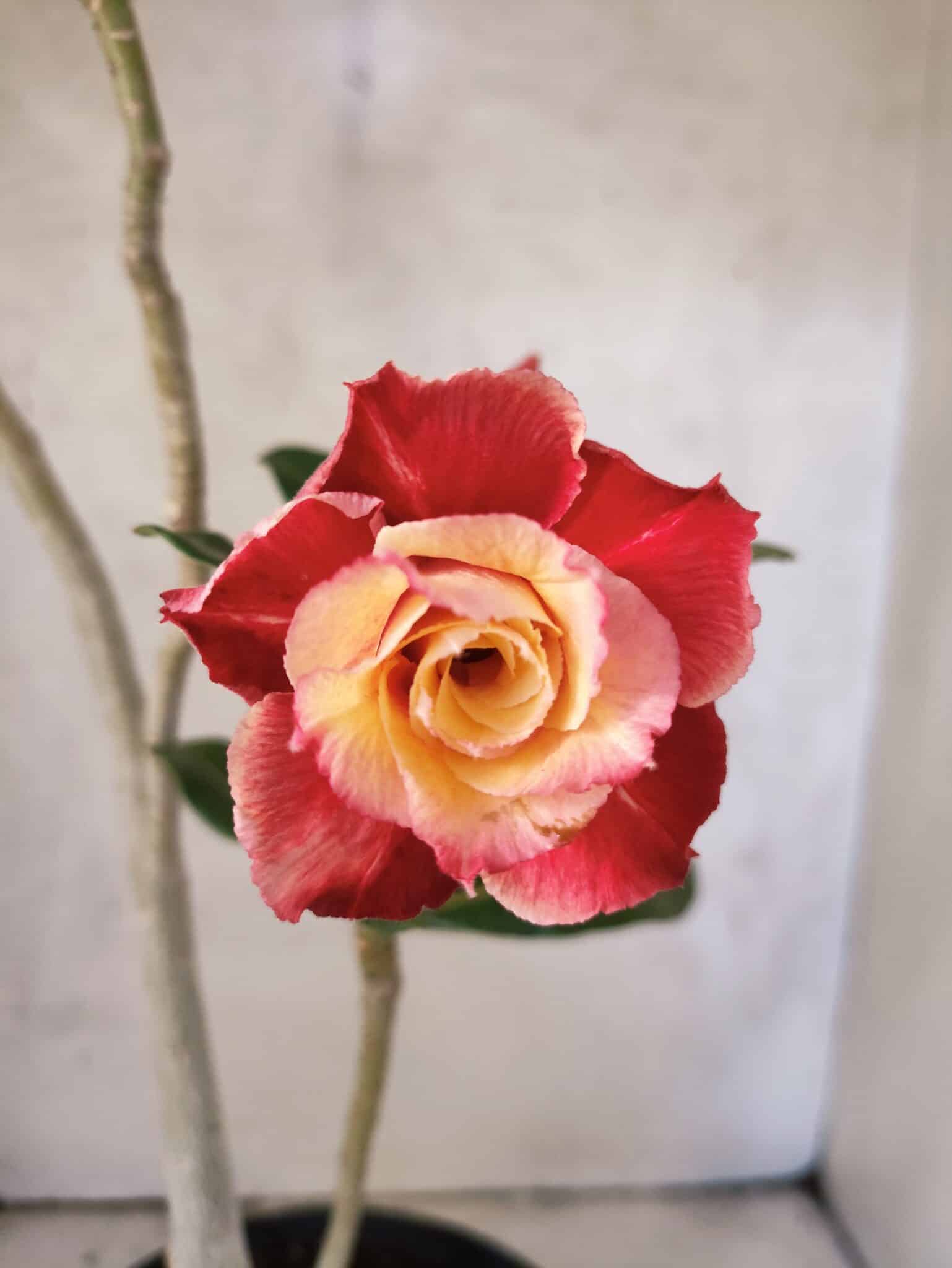 Planta Dobrada 3819 – 40cm – 03 anos - foto 4