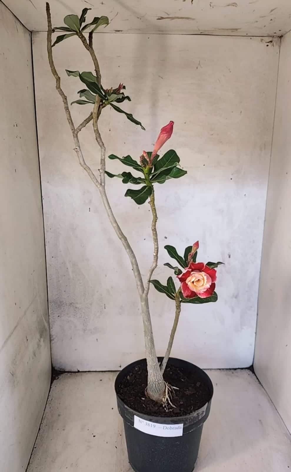 Planta Dobrada 3819 – 40cm – 03 anos - foto 2