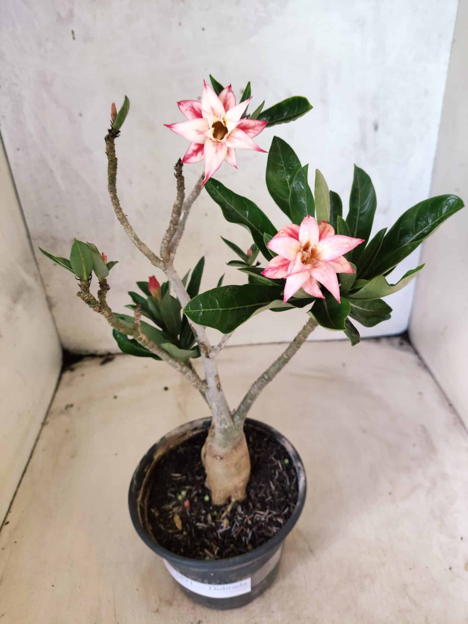 Planta Dobrada 3821 – 30cm – 02 anos - foto 2