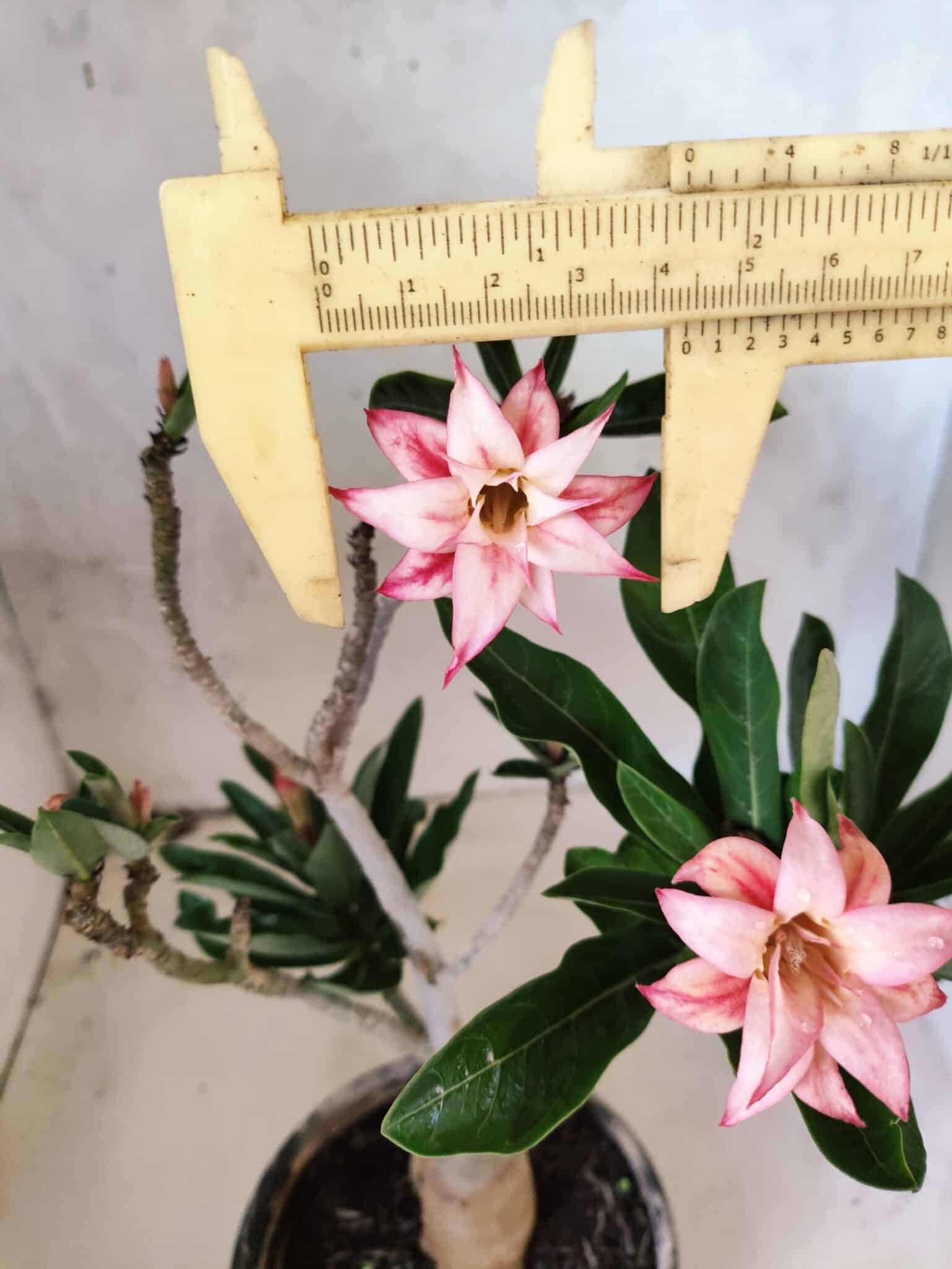 Planta Dobrada 3821 – 30cm – 02 anos - foto 3