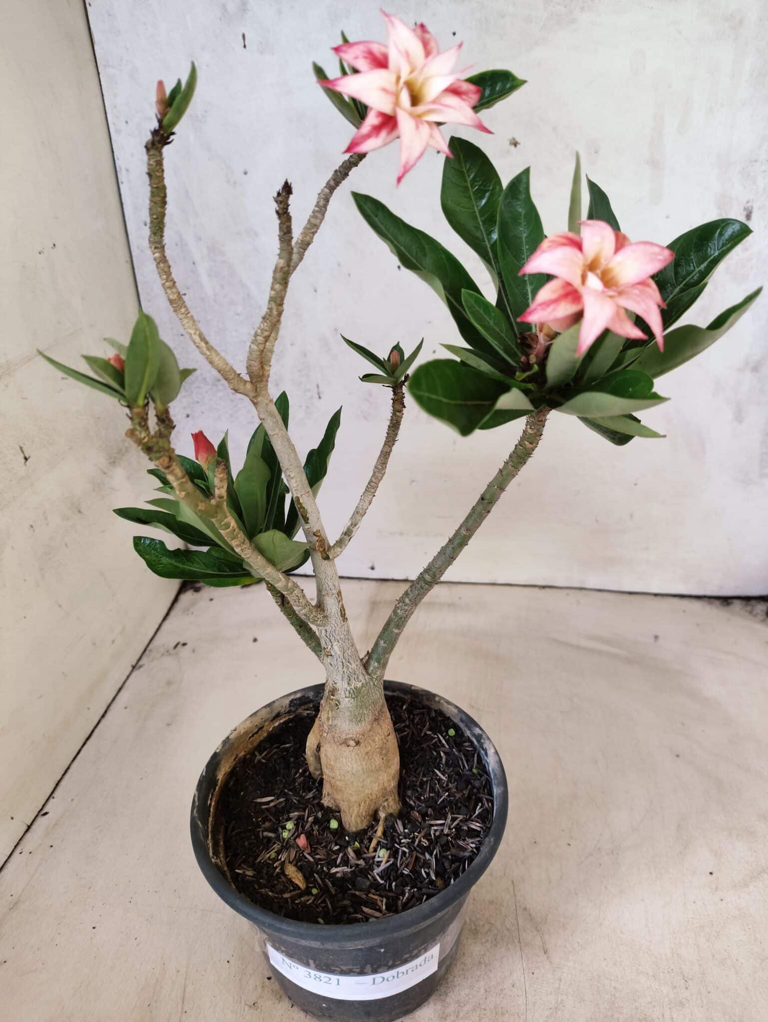 Planta Dobrada 3821 – 30cm – 02 anos - foto 4