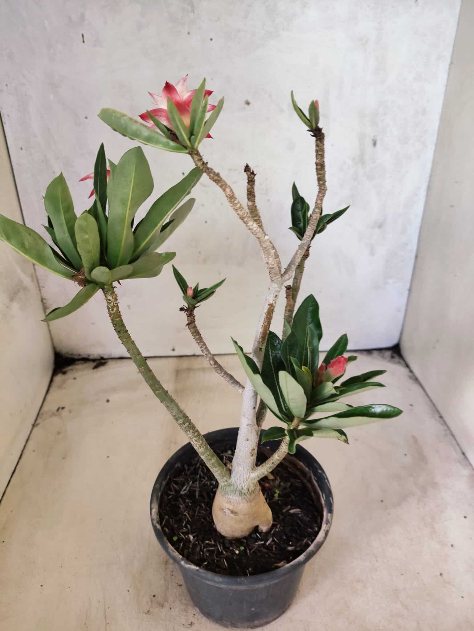 Planta Dobrada 3821 – 30cm – 02 anos - foto 5