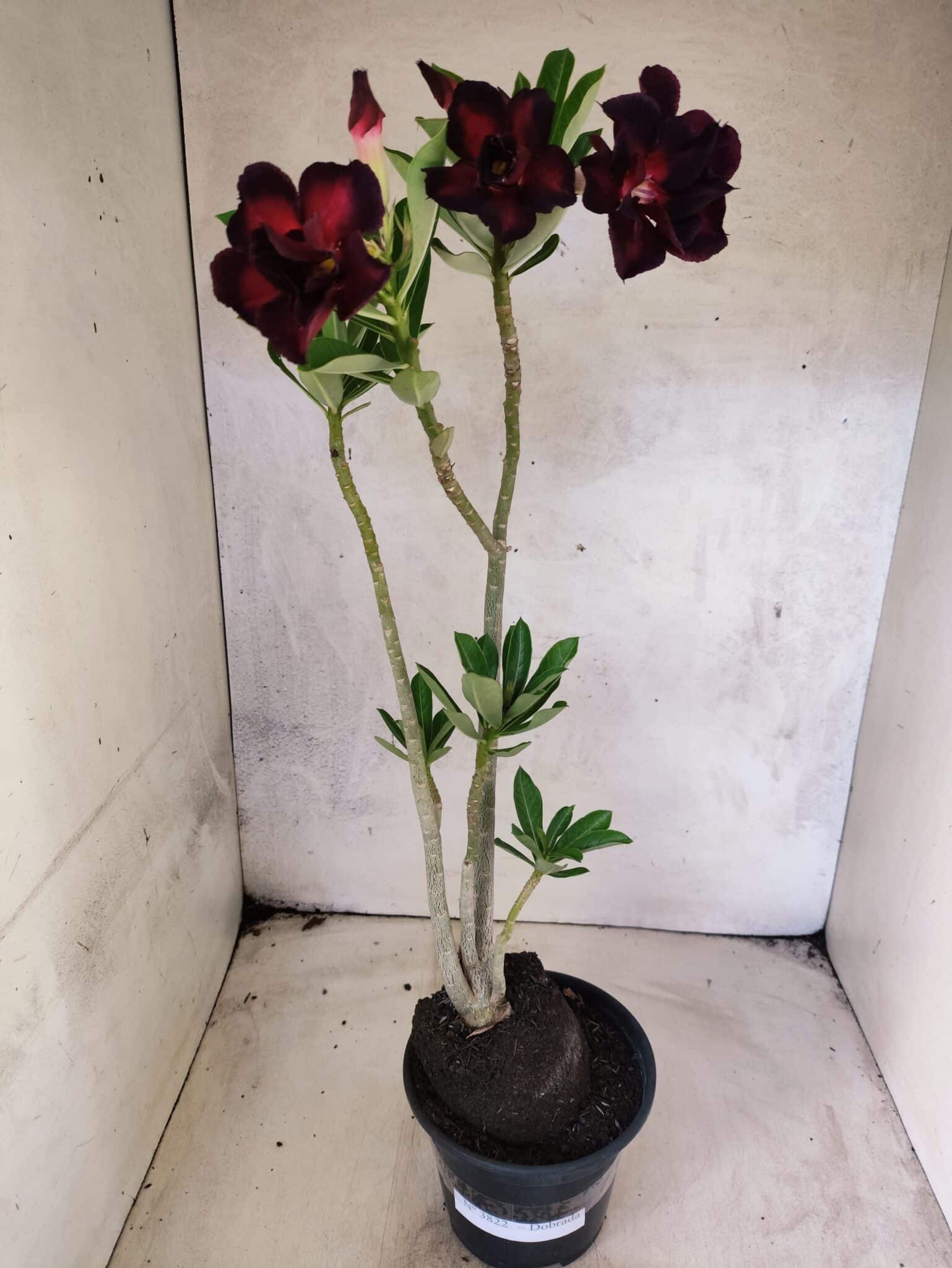 Planta Dobrada 3822 – 35cm – 03 anos - foto 2
