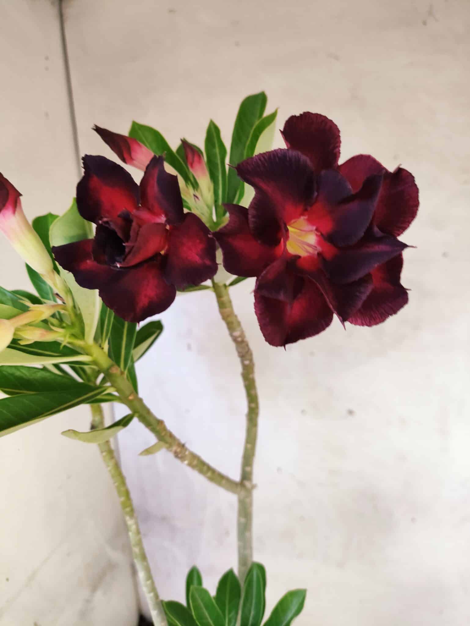 Planta Dobrada 3822 – 35cm – 03 anos - foto 5