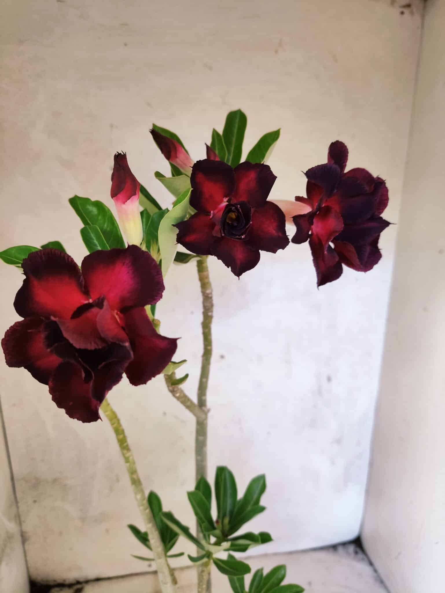 Planta Dobrada 3822 – 35cm – 03 anos - foto 7