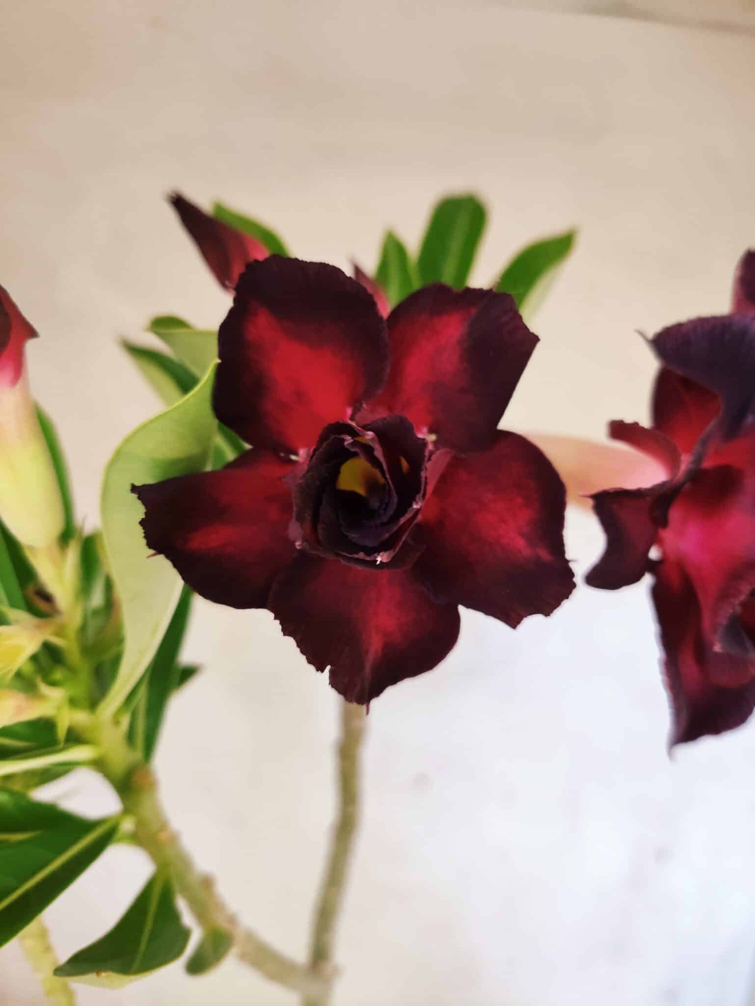 Planta Dobrada 3822 – 35cm – 03 anos - foto 4