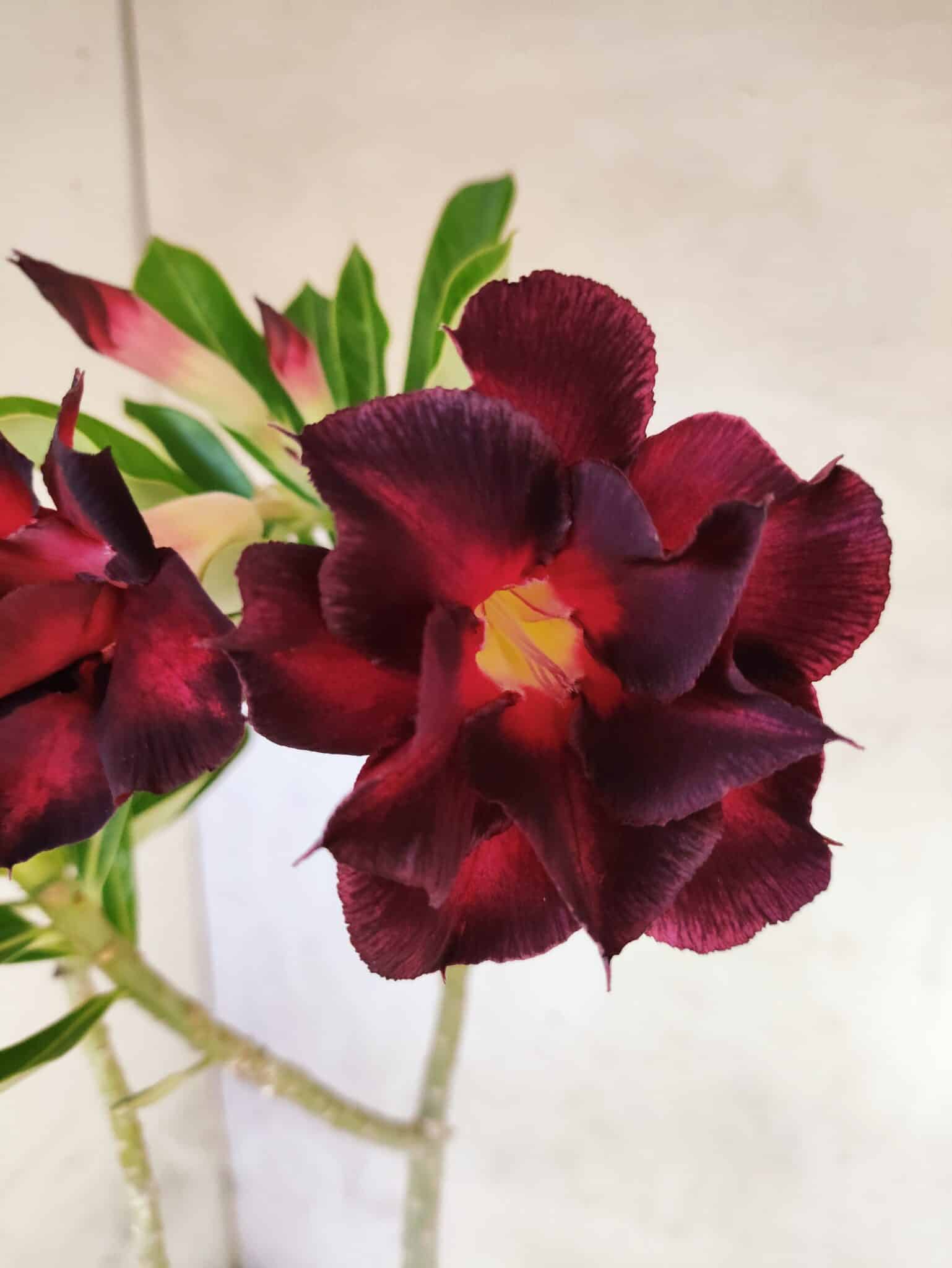 Planta Dobrada 3822 – 35cm – 03 anos - foto 3