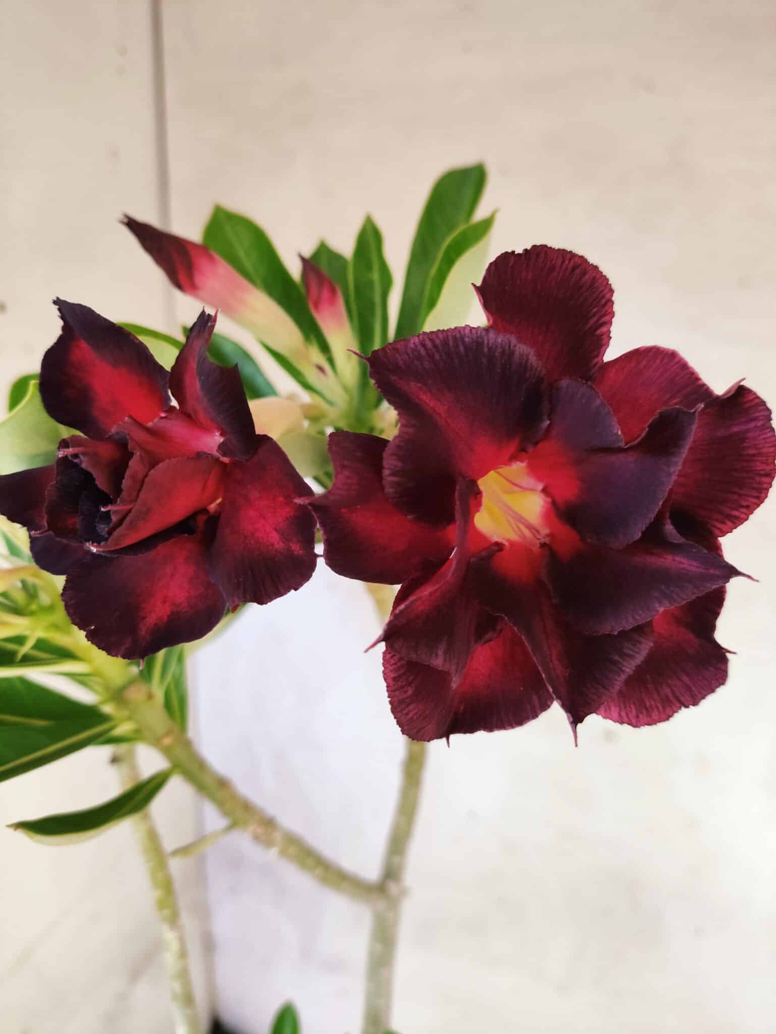 Planta Dobrada 3822 – 35cm – 03 anos - foto 8