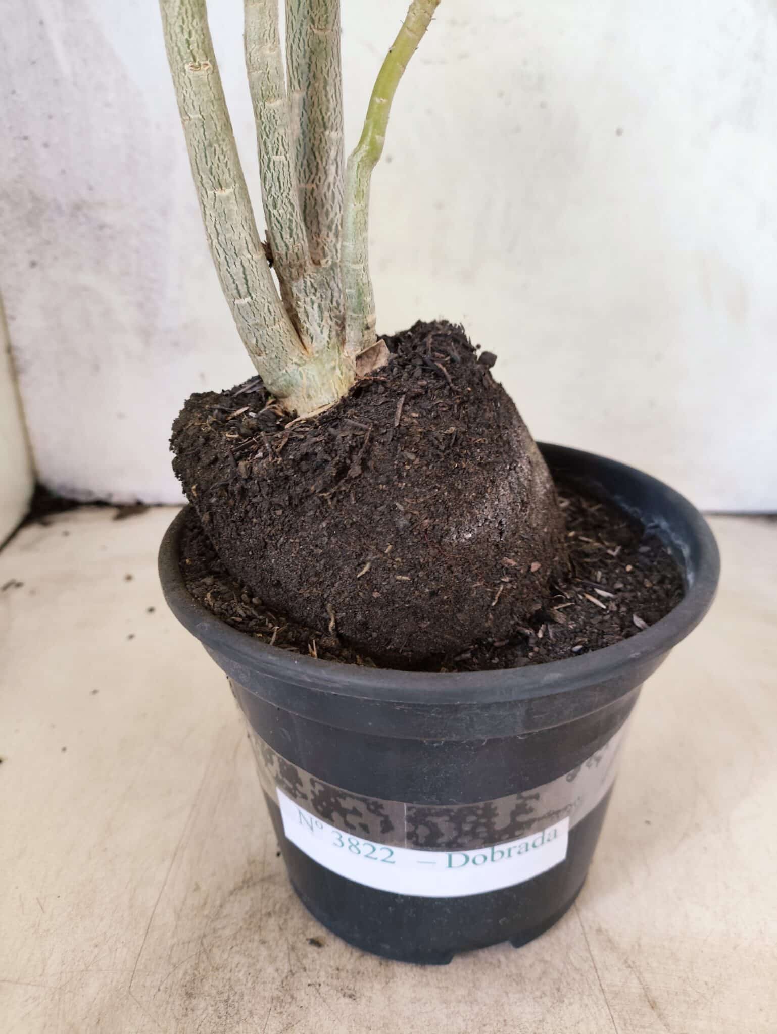 Planta Dobrada 3822 – 35cm – 03 anos - foto 9