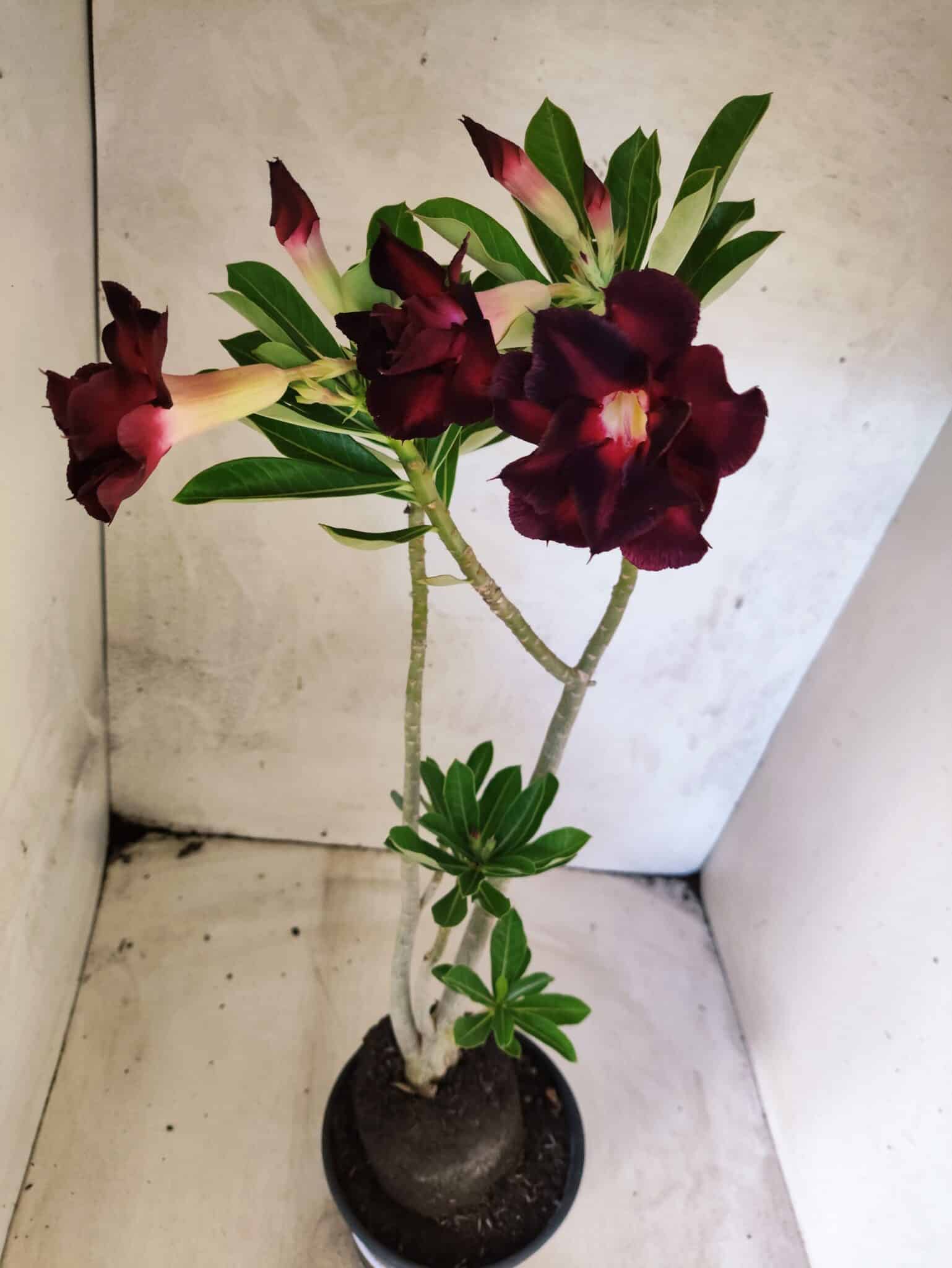Planta Dobrada 3822 – 35cm – 03 anos - foto 6