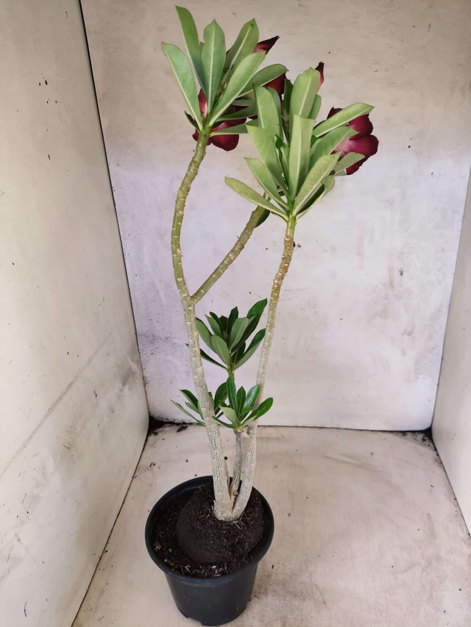 Planta Dobrada 3822 – 35cm – 03 anos - foto 10