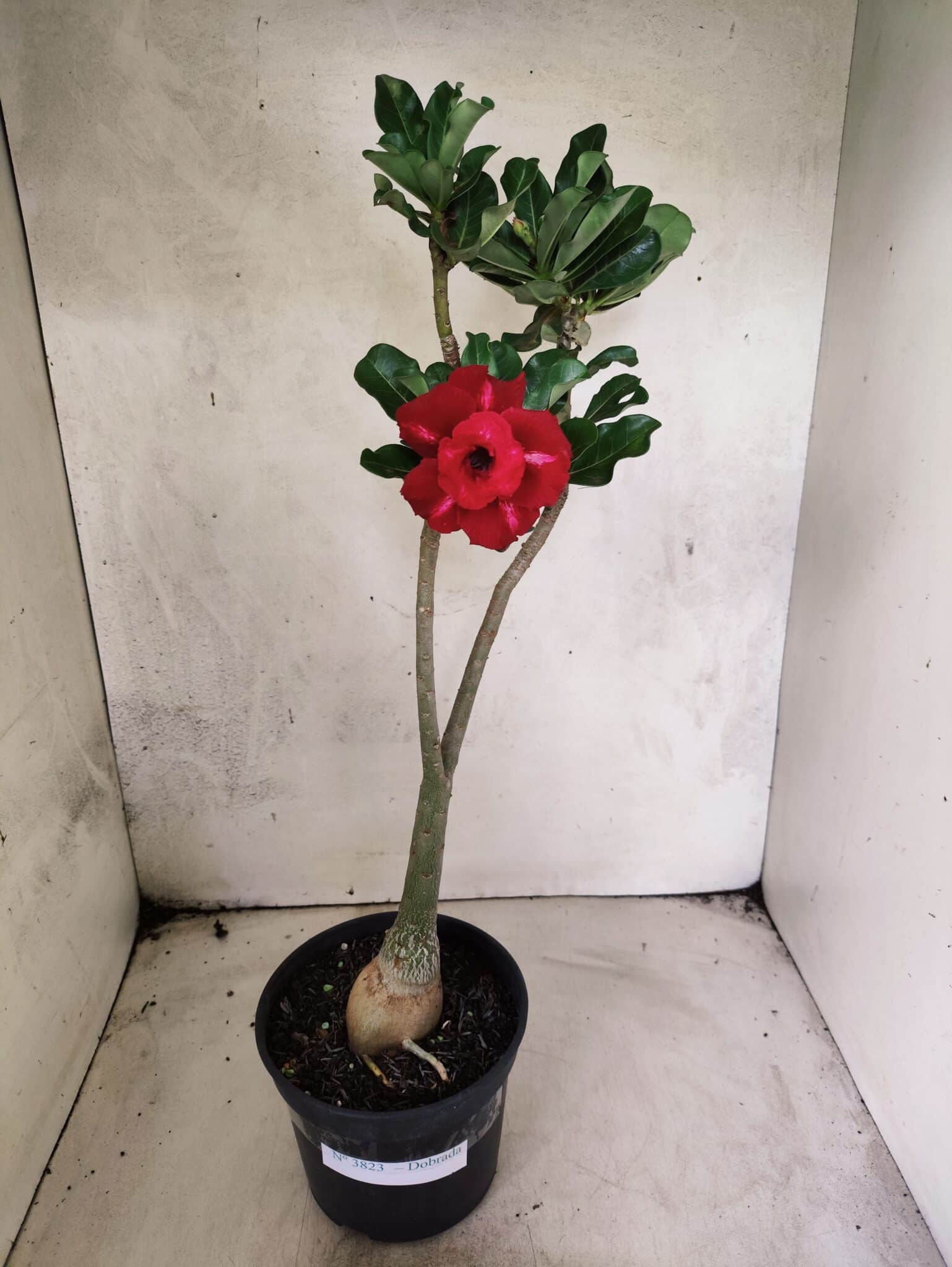 Planta Dobrada 3823 – 35cm – 03 anos - foto 2