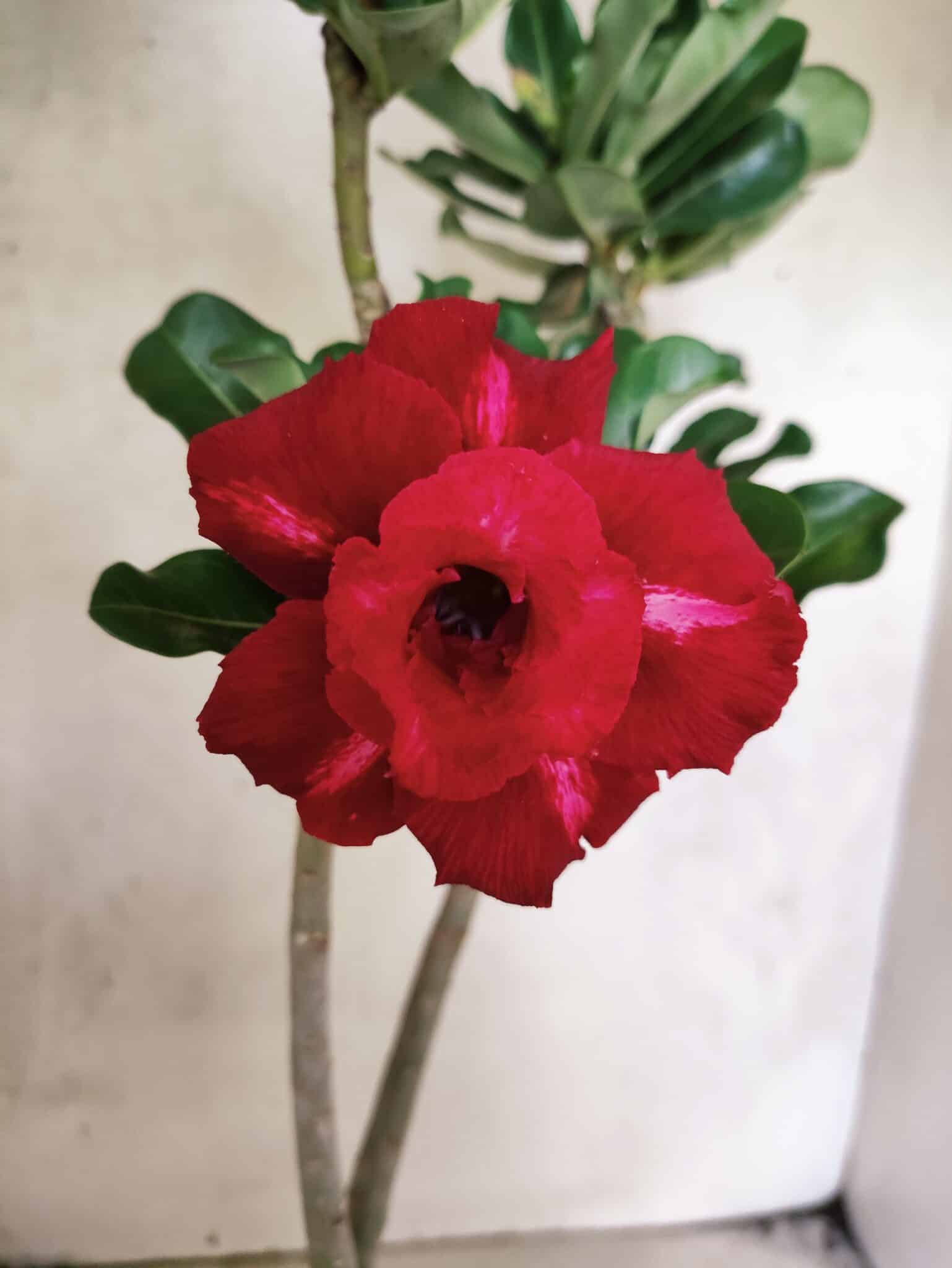 Planta Dobrada 3823 – 35cm – 03 anos - foto 3