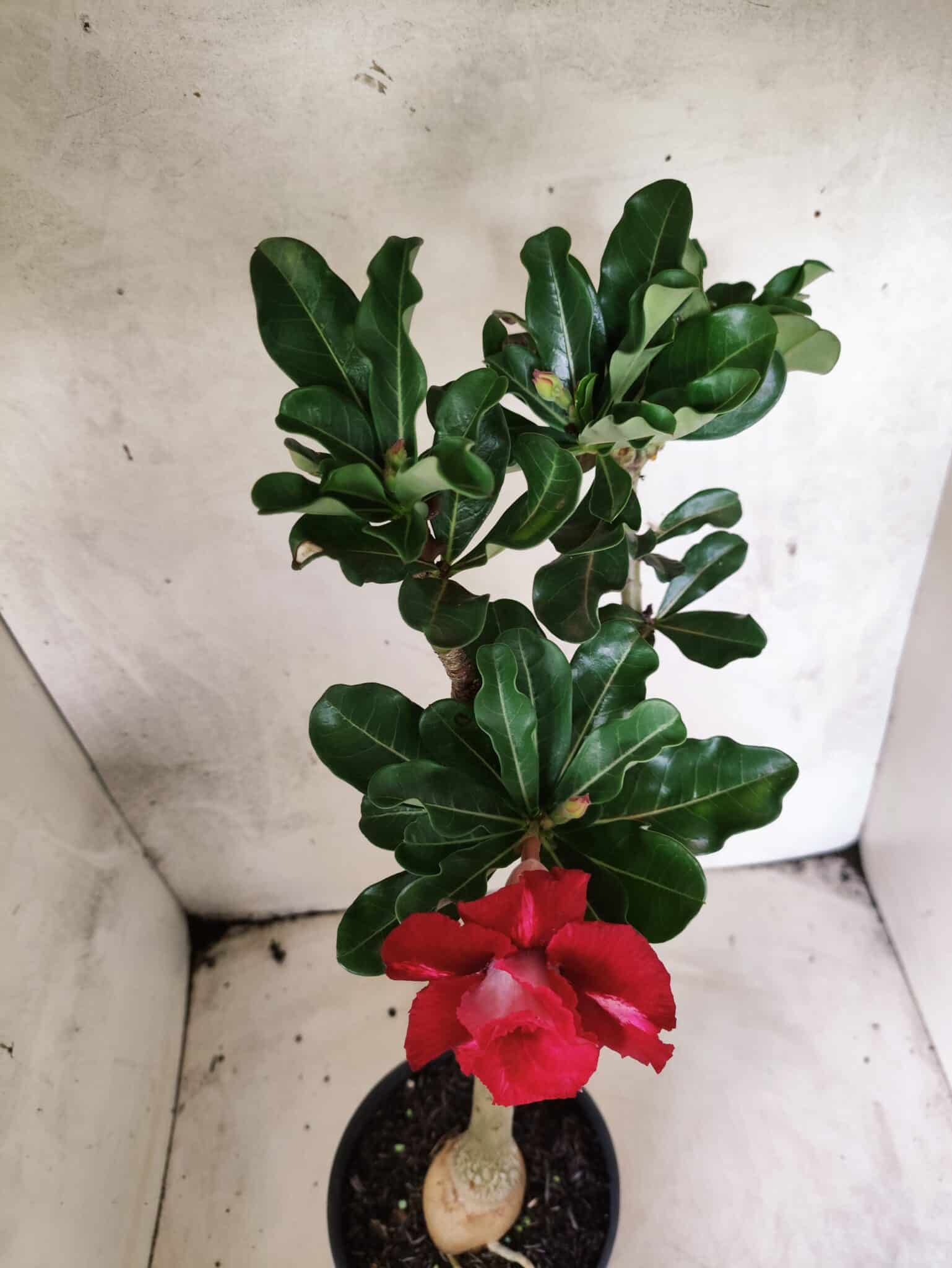 Planta Dobrada 3823 – 35cm – 03 anos - foto 4