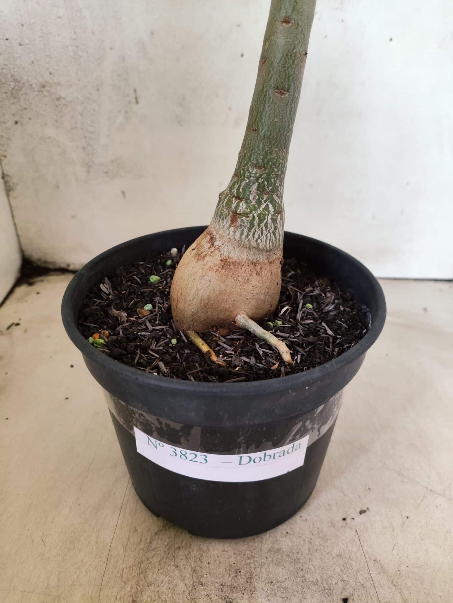 Planta Dobrada 3823 – 35cm – 03 anos - foto 7