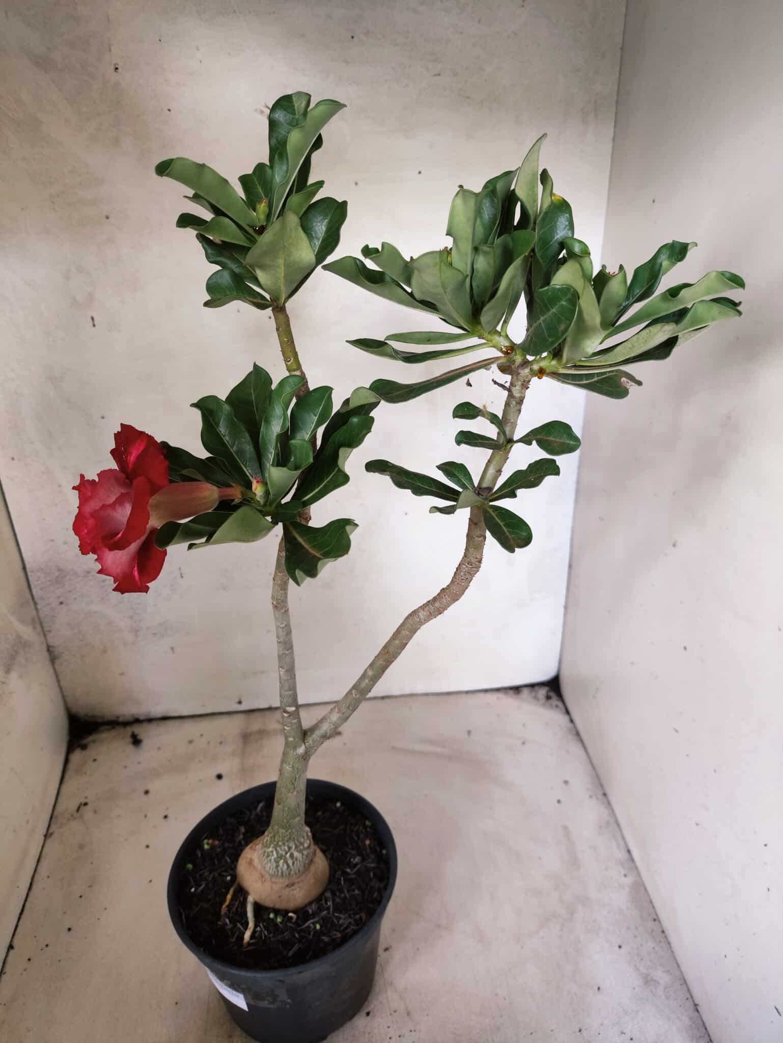 Planta Dobrada 3823 – 35cm – 03 anos - foto 6
