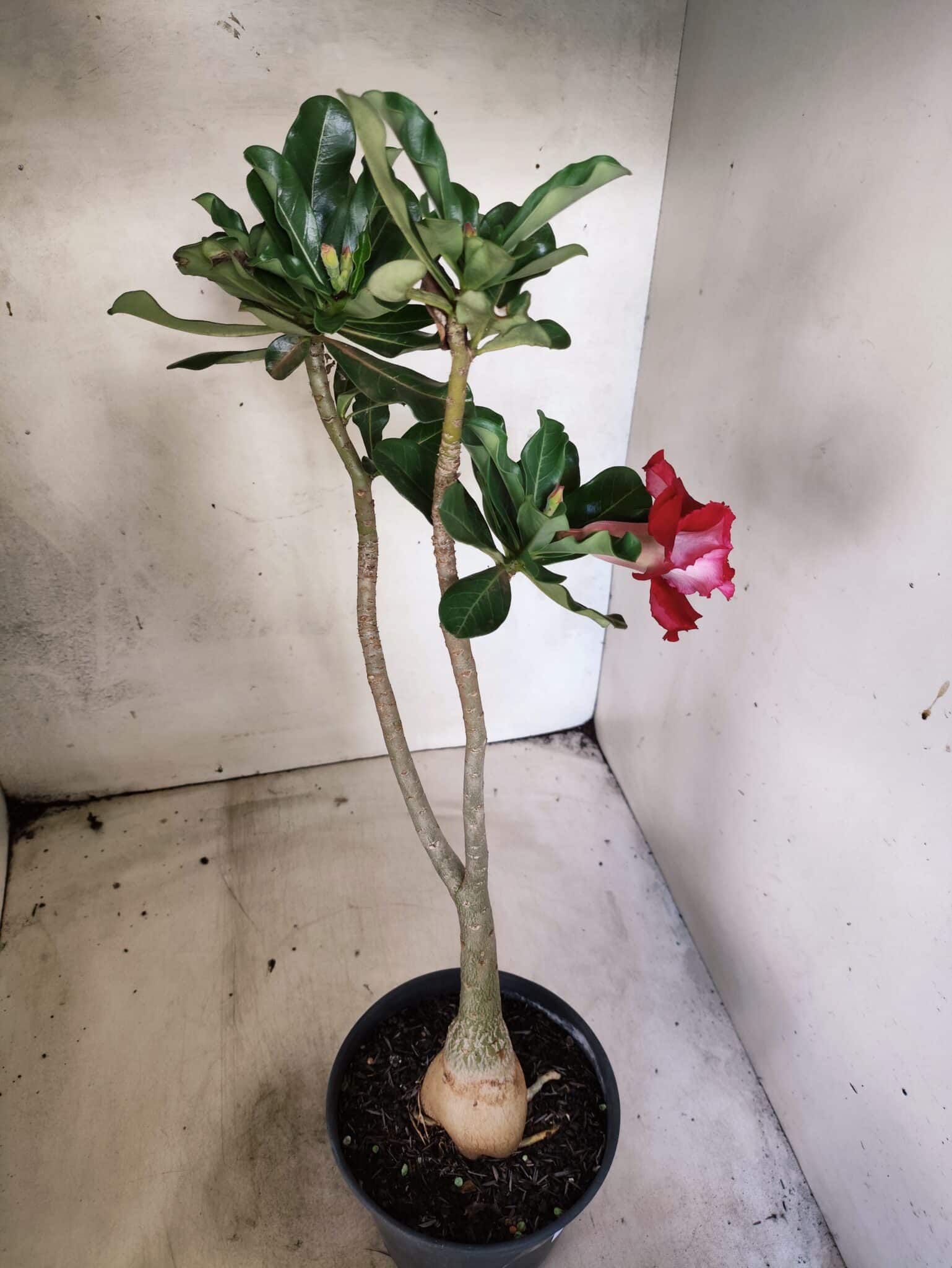Planta Dobrada 3823 – 35cm – 03 anos - foto 5
