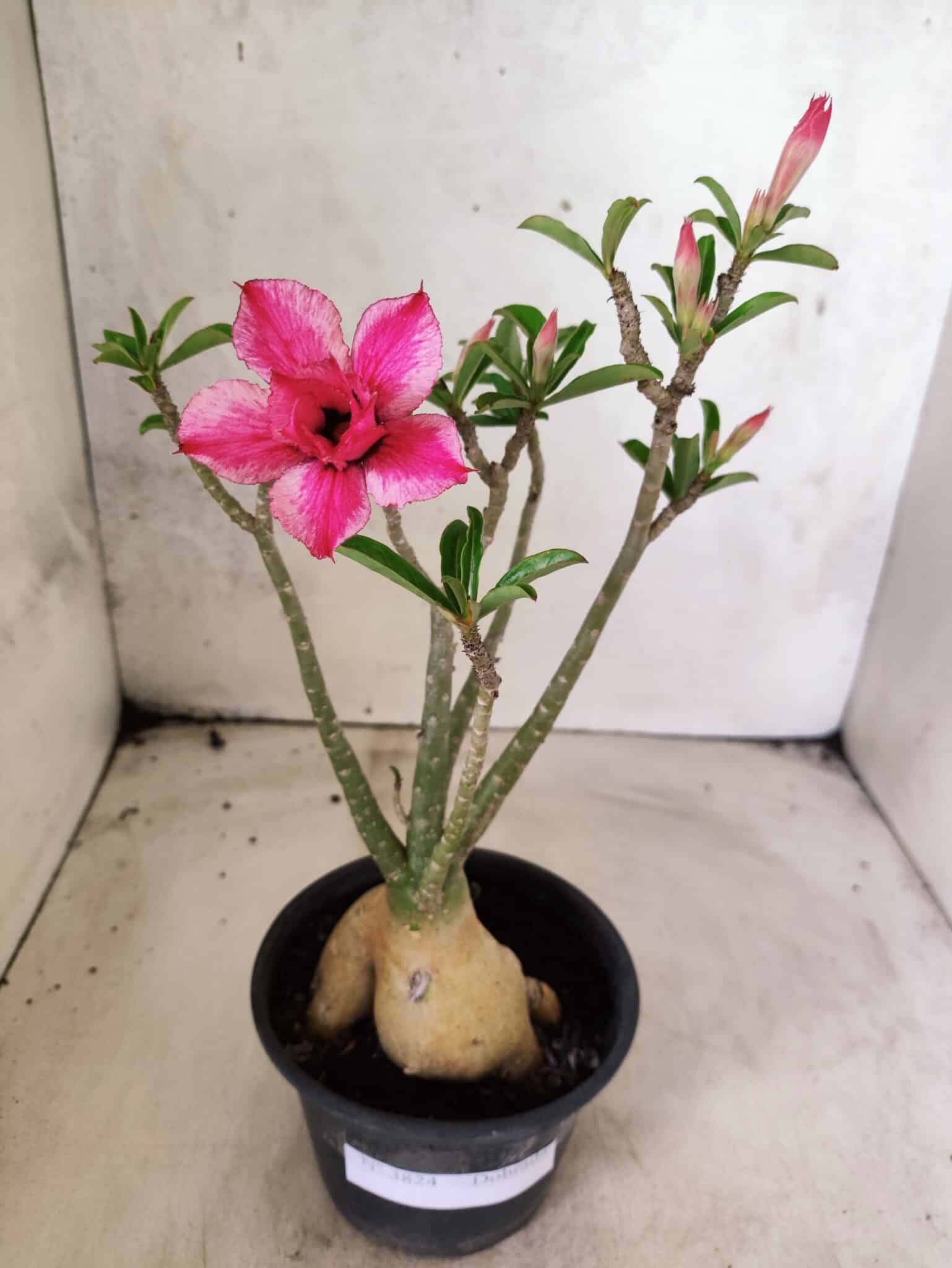 Planta Dobrada 3824 – 30cm – 03 anos - foto 2