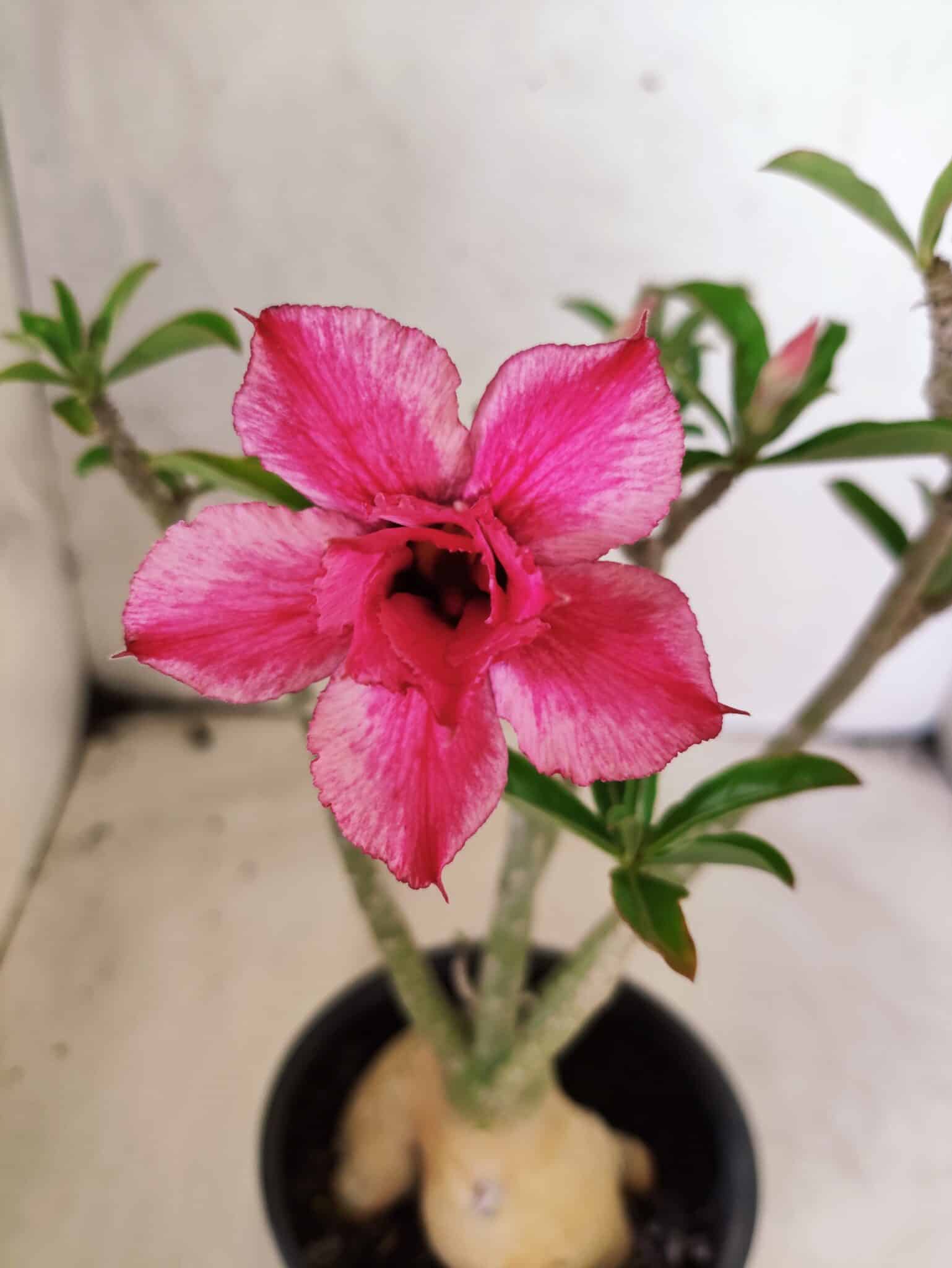 Planta Dobrada 3824 – 30cm – 03 anos - foto 3