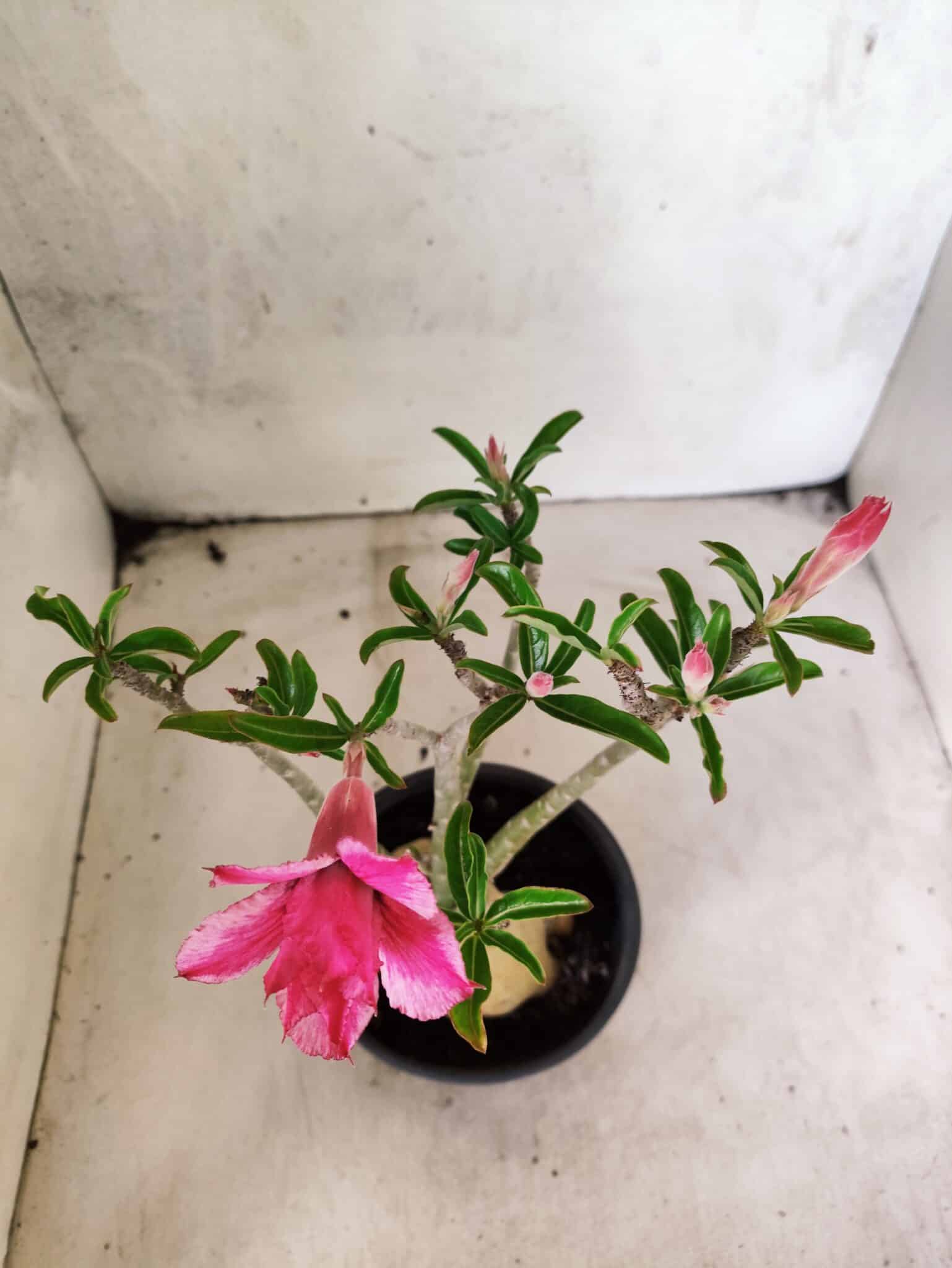 Planta Dobrada 3824 – 30cm – 03 anos - foto 4