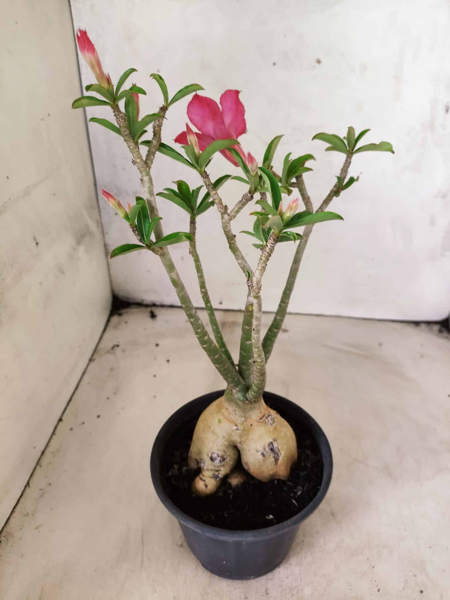Planta Dobrada 3824 – 30cm – 03 anos - foto 7