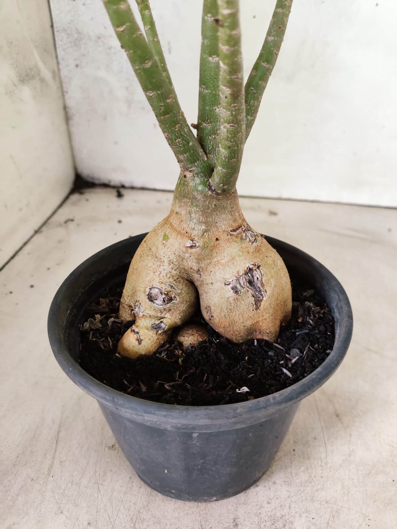 Planta Dobrada 3824 – 30cm – 03 anos - foto 6