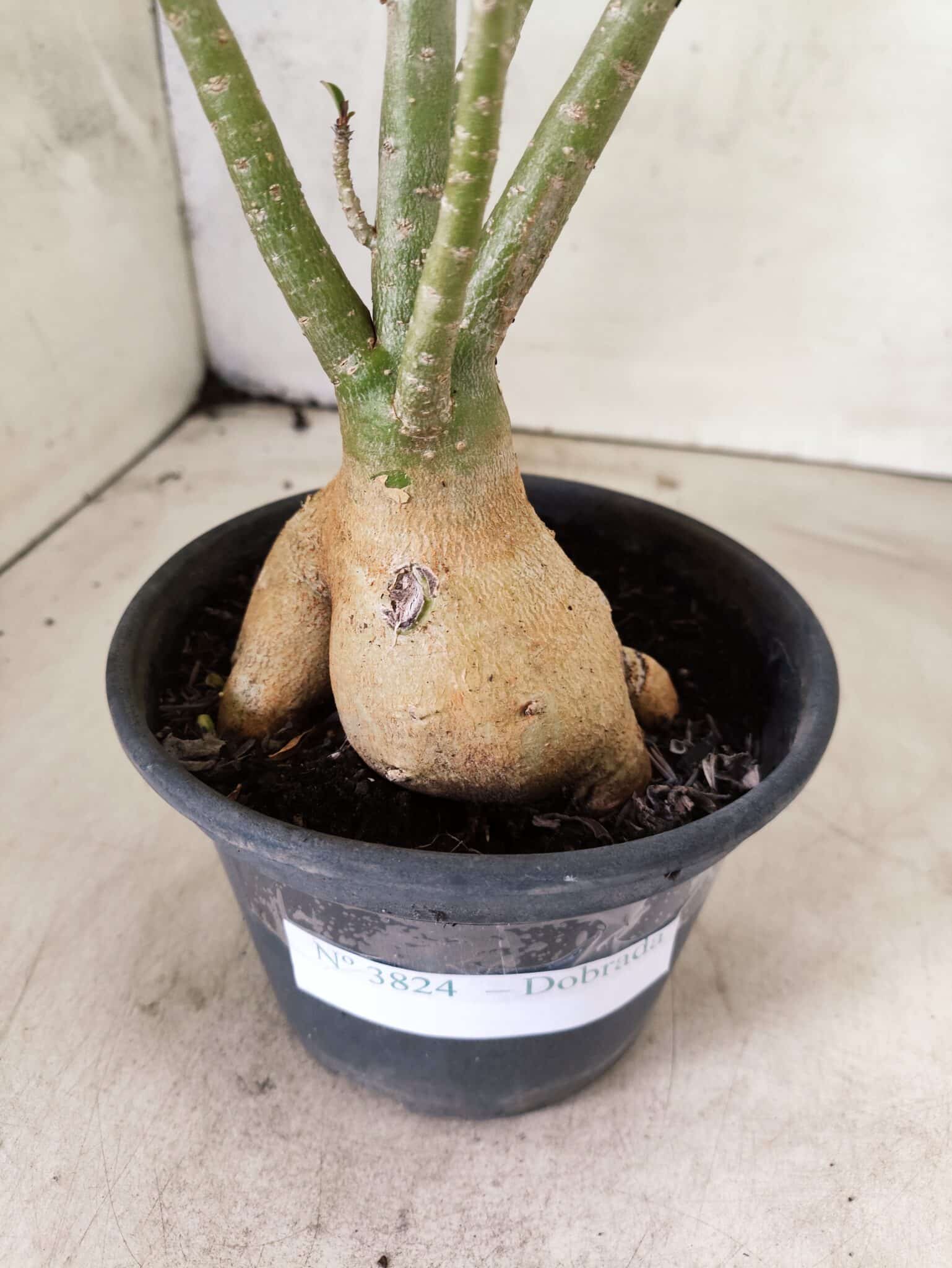 Planta Dobrada 3824 – 30cm – 03 anos - foto 5
