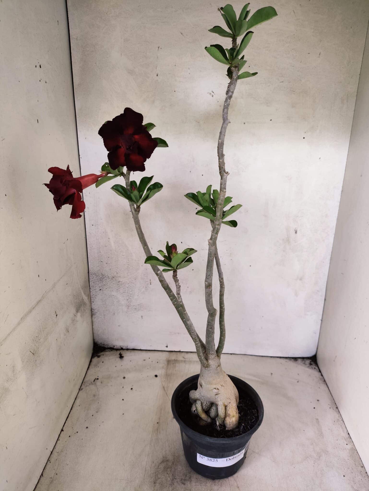 Planta Dobrada 3825 – 35cm – 03 anos - foto 2
