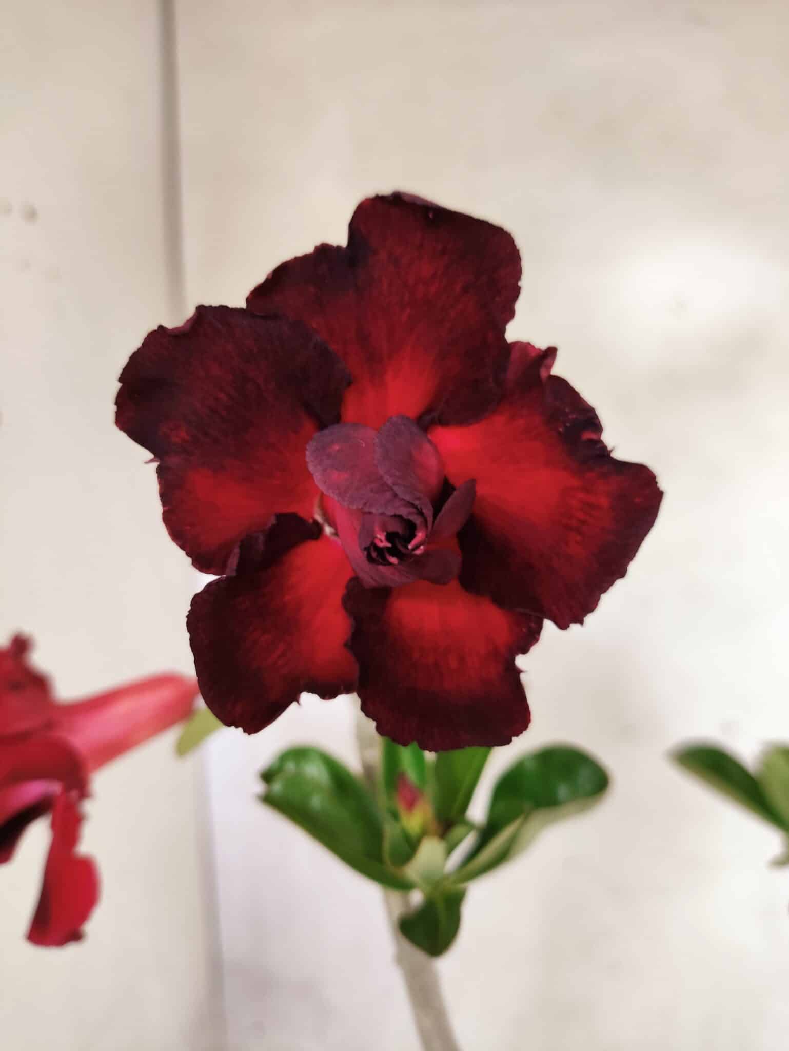 Planta Dobrada 3825 – 35cm – 03 anos - foto 3