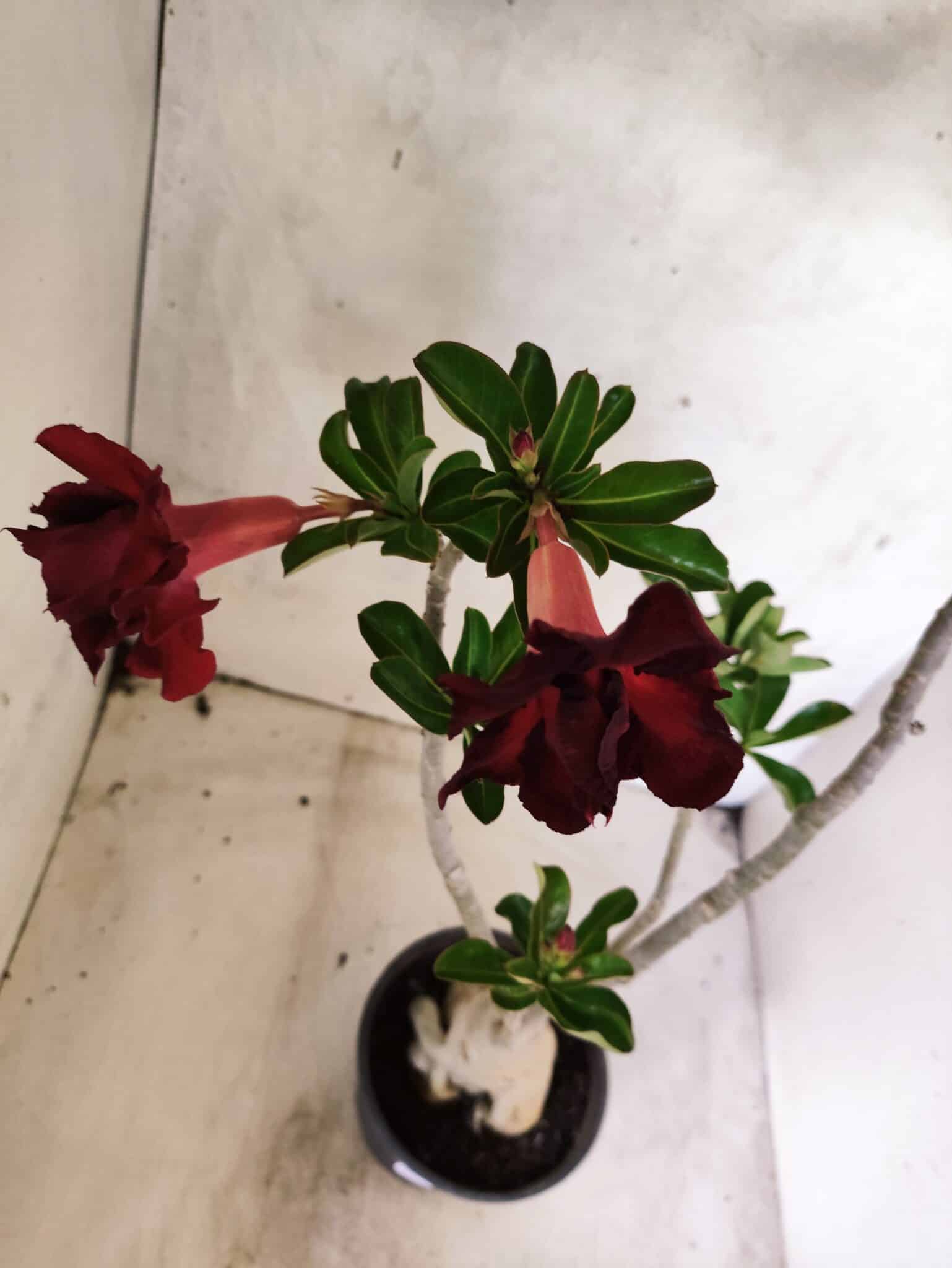 Planta Dobrada 3825 – 35cm – 03 anos - foto 5