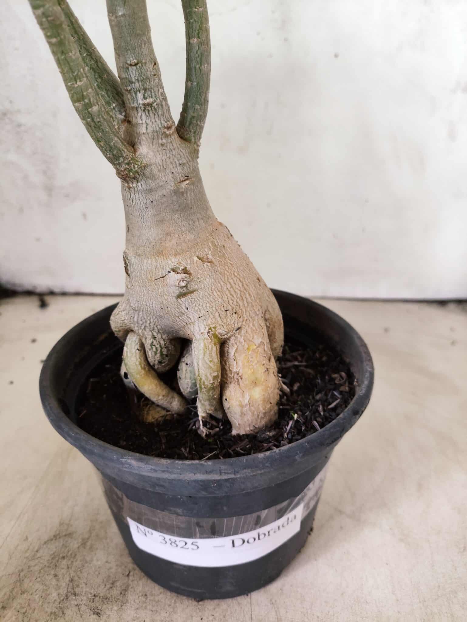 Planta Dobrada 3825 – 35cm – 03 anos - foto 4