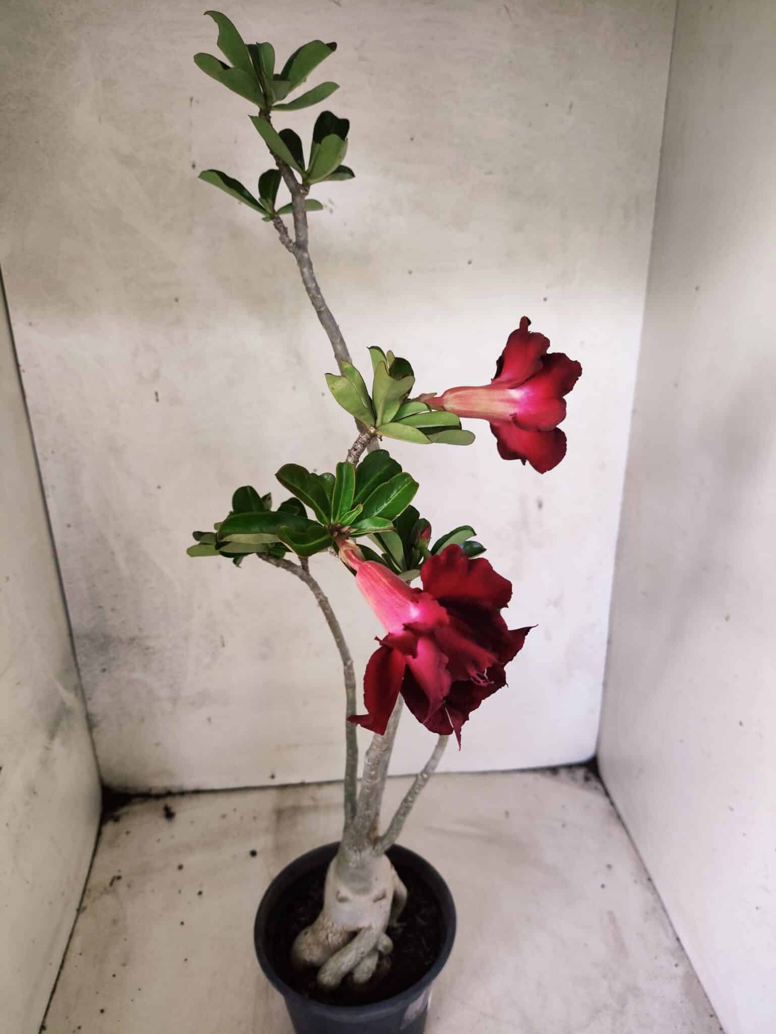 Planta Dobrada 3825 – 35cm – 03 anos - foto 6