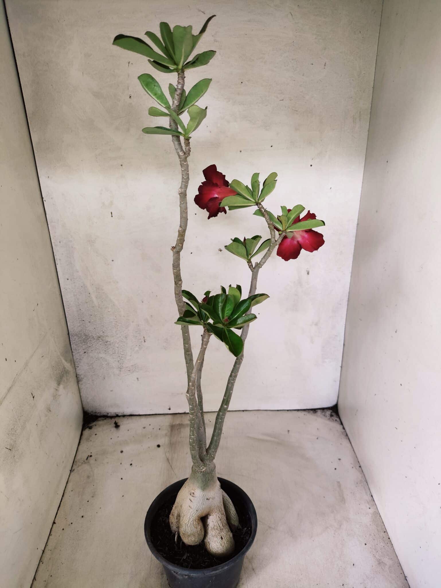 Planta Dobrada 3825 – 35cm – 03 anos - foto 8